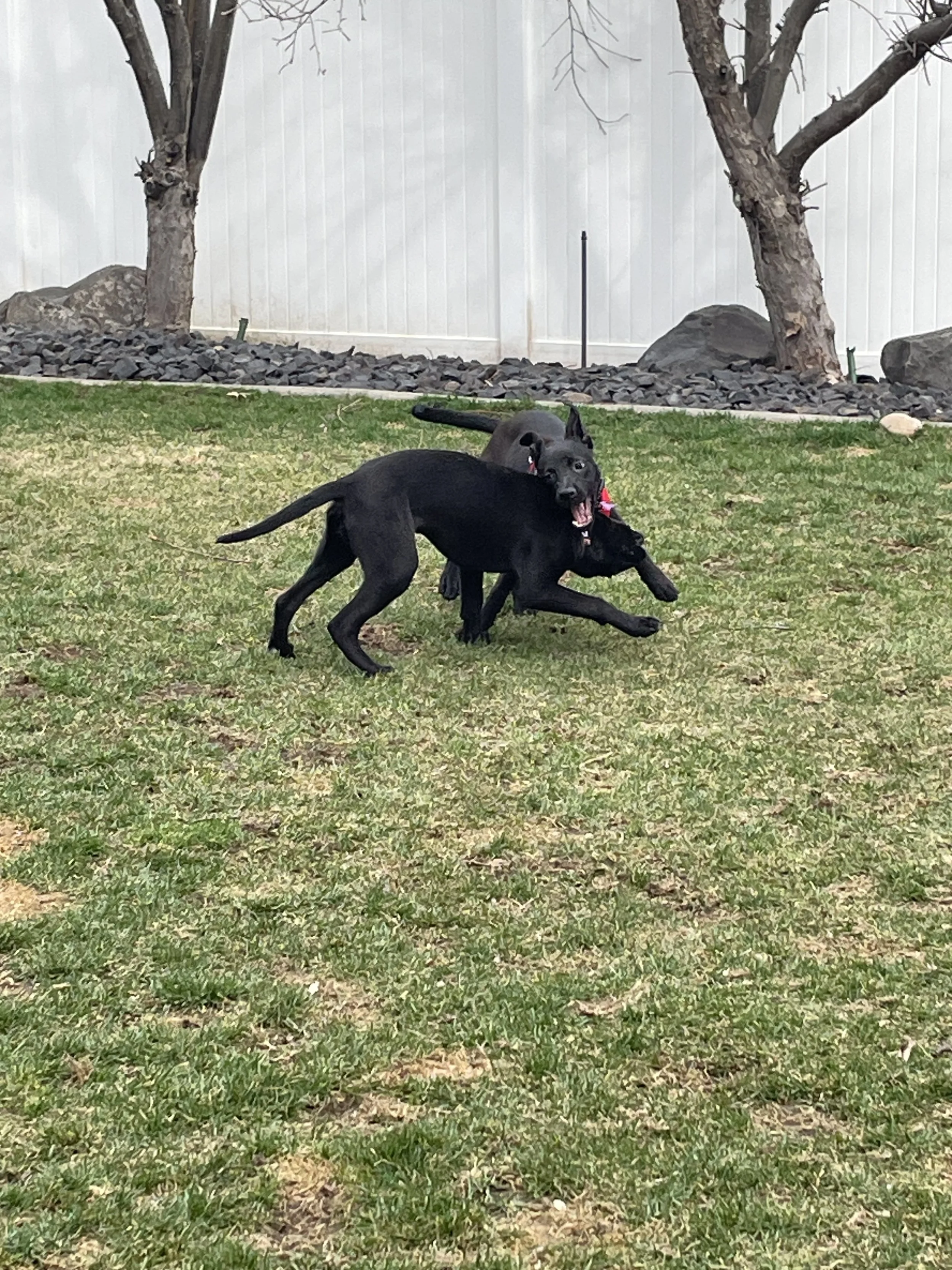 Two black dogs playing and wrestling on a grassy backyard with trees, rocks, and a white fence in the background.