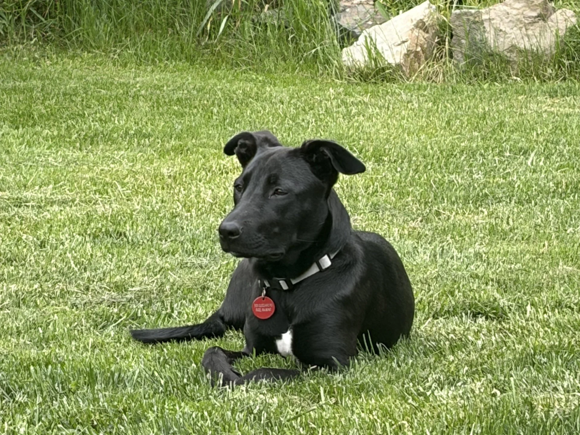 A black dog with a red tag on its collar sitting on green grass, with a background of rocks and tall grass.