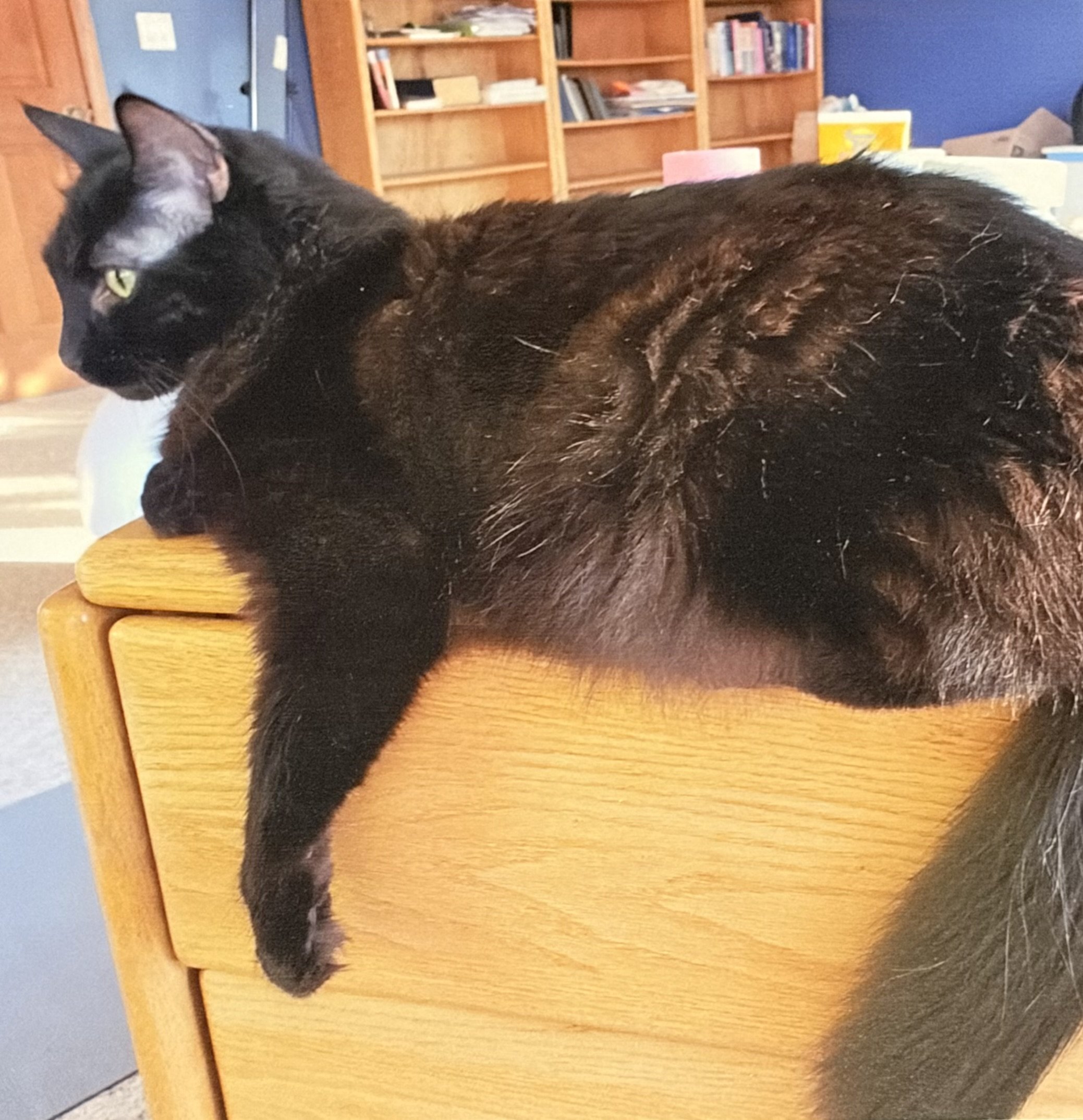 A black and white domestic short-haired cat lying on a wooden surface, with bookshelves filled with books in the background.