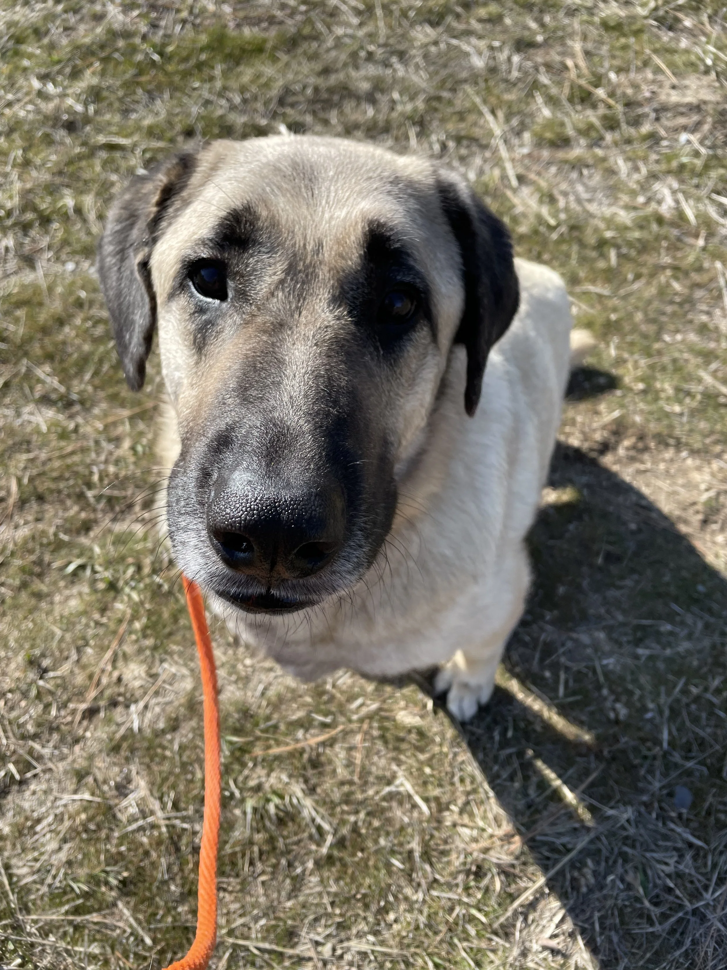 Close-up of a light-colored dog with dark markings on its face, looking directly at the camera, outdoors on grass, with an orange leash.