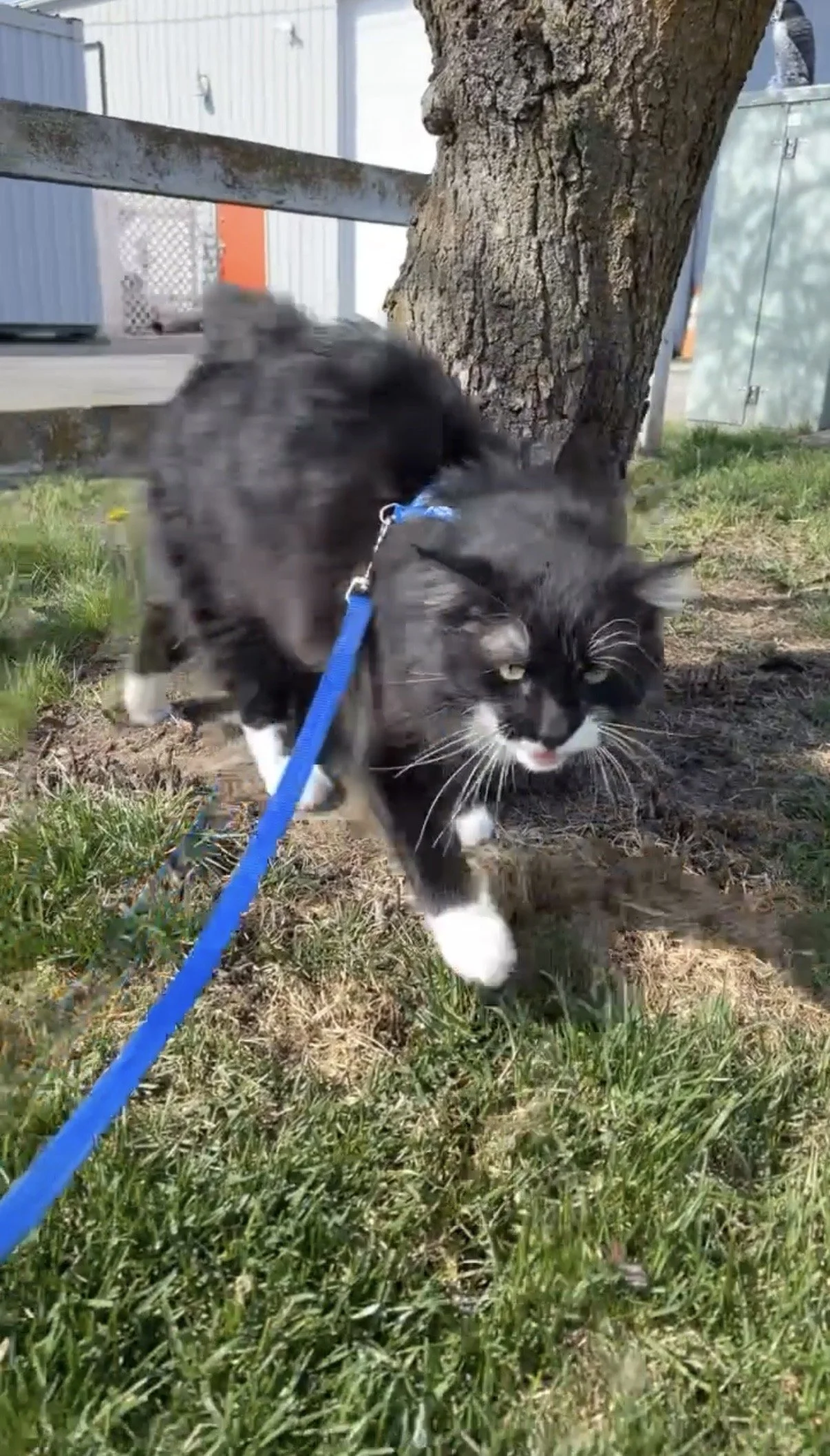 one black and white cat, interacting outdoors near a tree, with a blue leash attached to their harness.