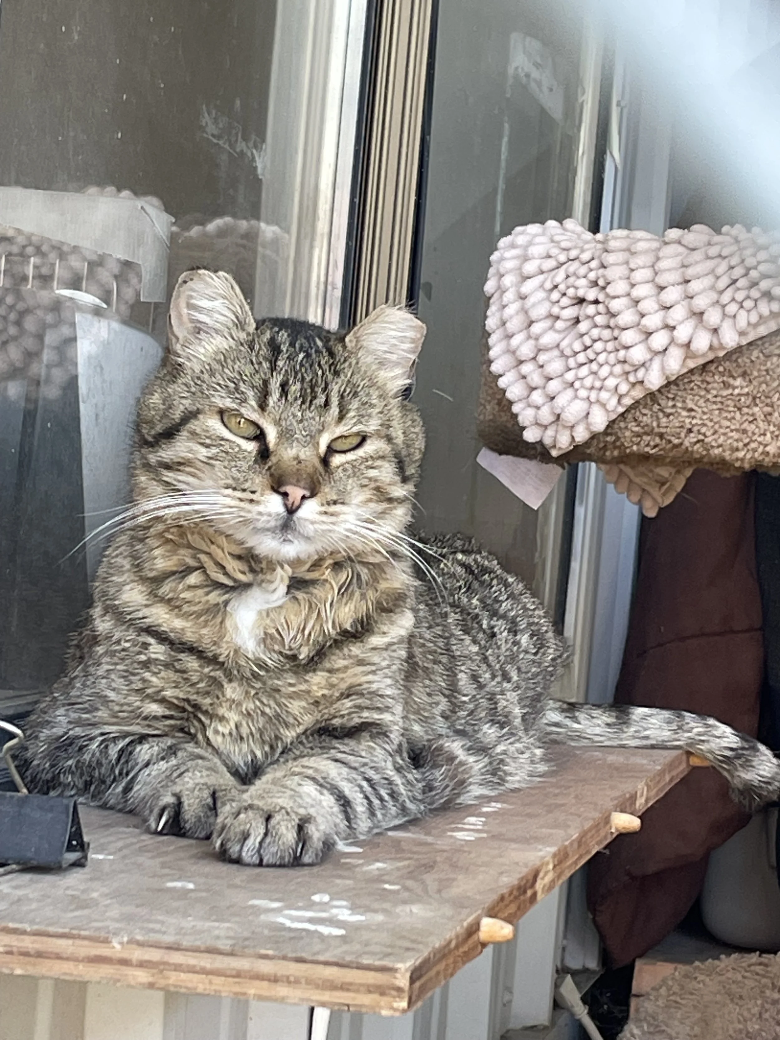A tabby cat with yellow eyes lying on a wooden surface, with a glass window and a person holding a pink and brown textured blanket nearby.