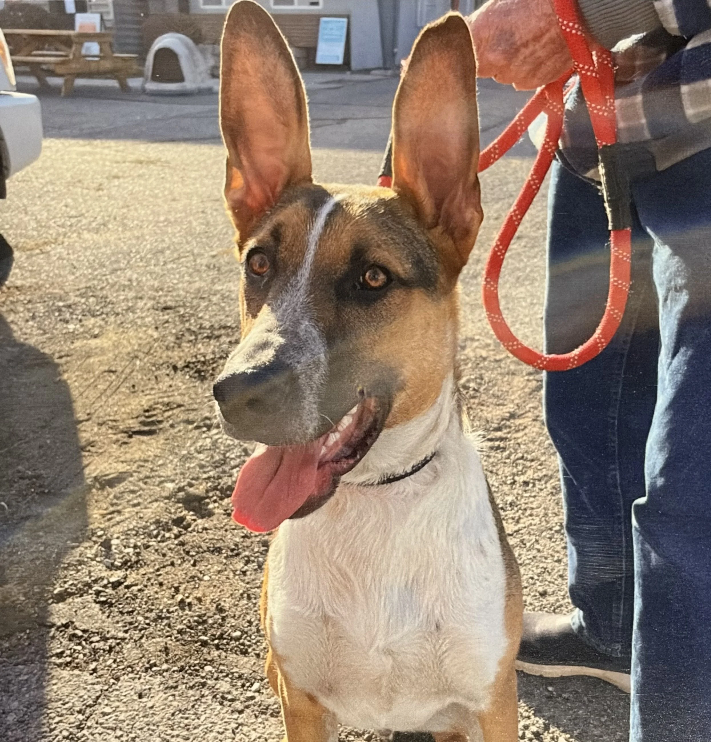 Close-up of a dog with large ears and brown and white fur, wearing a red leash, standing outside on pavement with a person's leg in the background.
