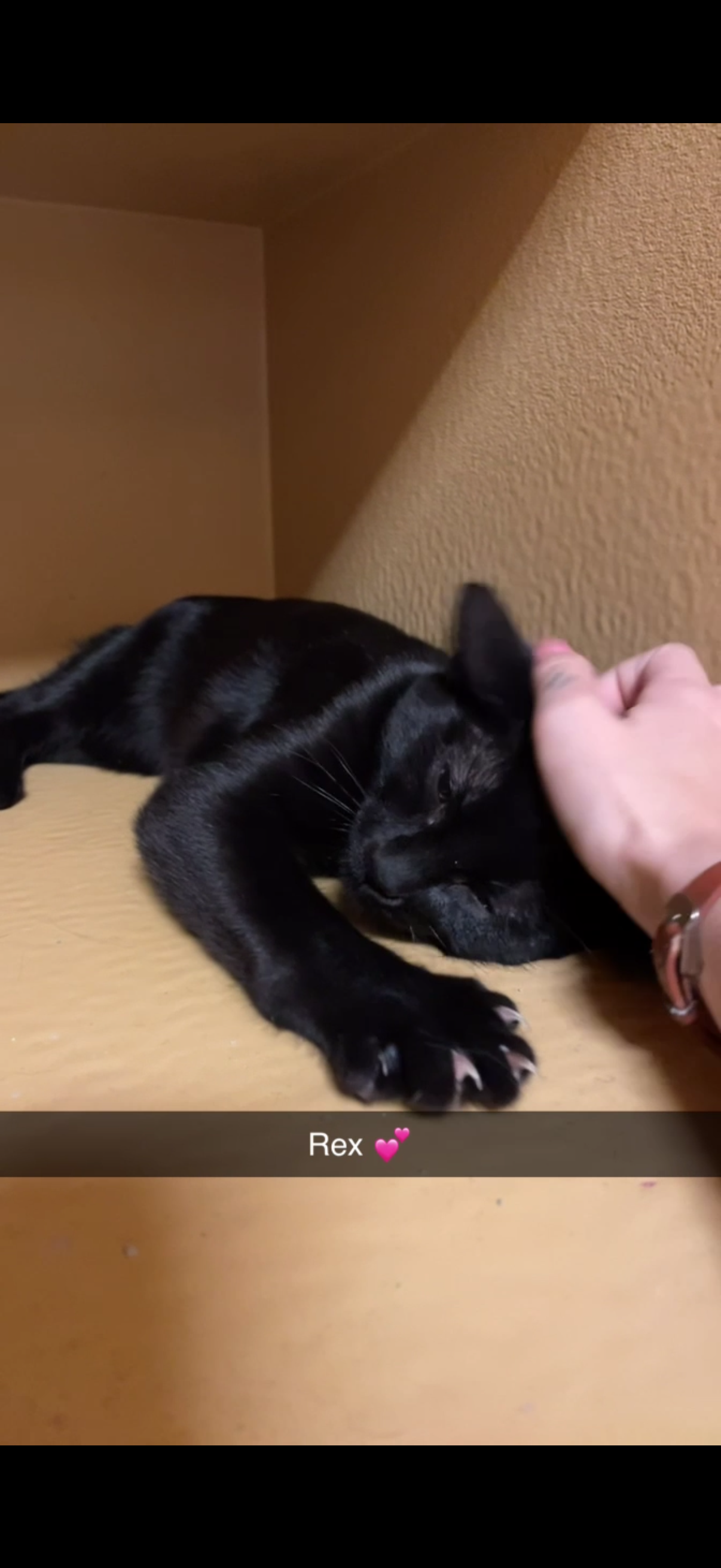 A black kitten named Rex lying on a wooden surface, being gently petted on the head by a person's hand, in a cozy indoor setting with a tan wall in the background.