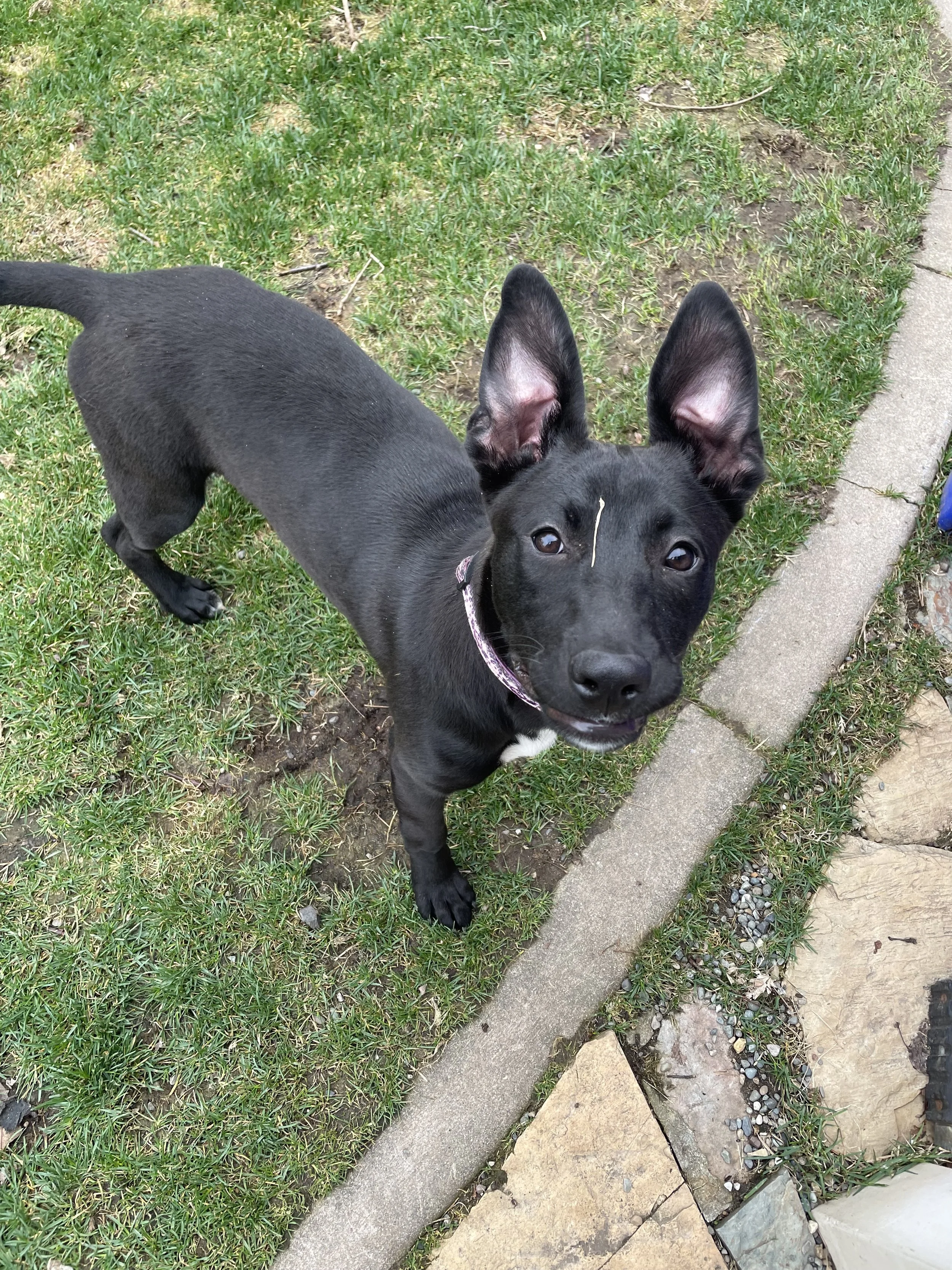A young black dog with large ears looking up towards the camera, standing on grass next to a sidewalk.