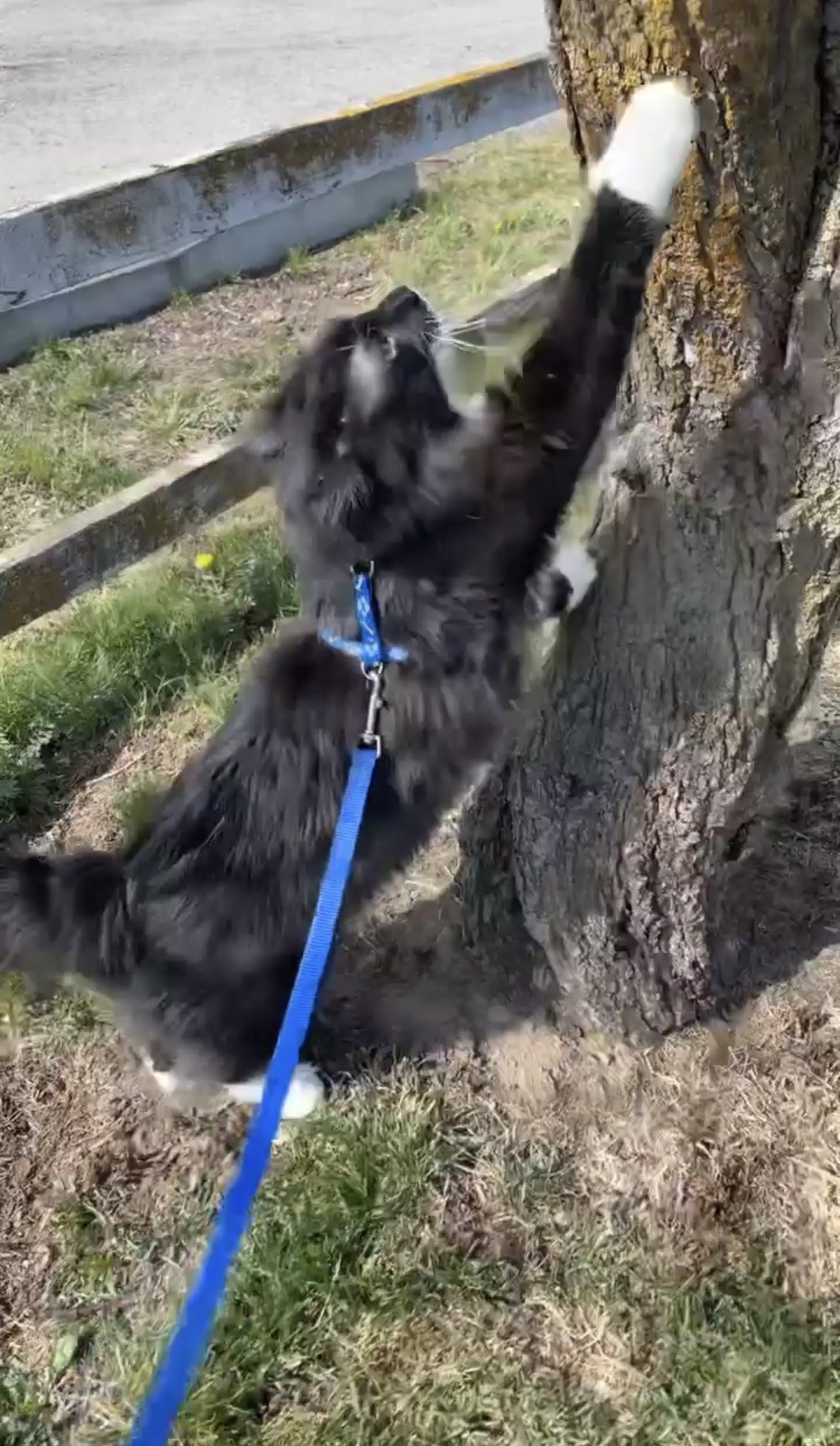 A black and white dog on a blue leash climbing up a tree trunk outdoors near a sidewalk.