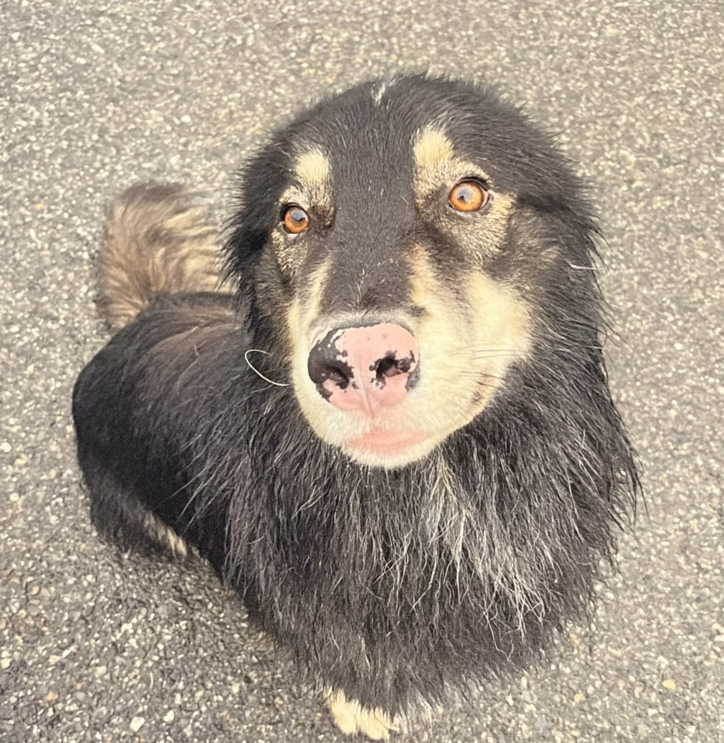 A black and tan dog with orange eyes laying on a gravel surface, looking directly at the camera.