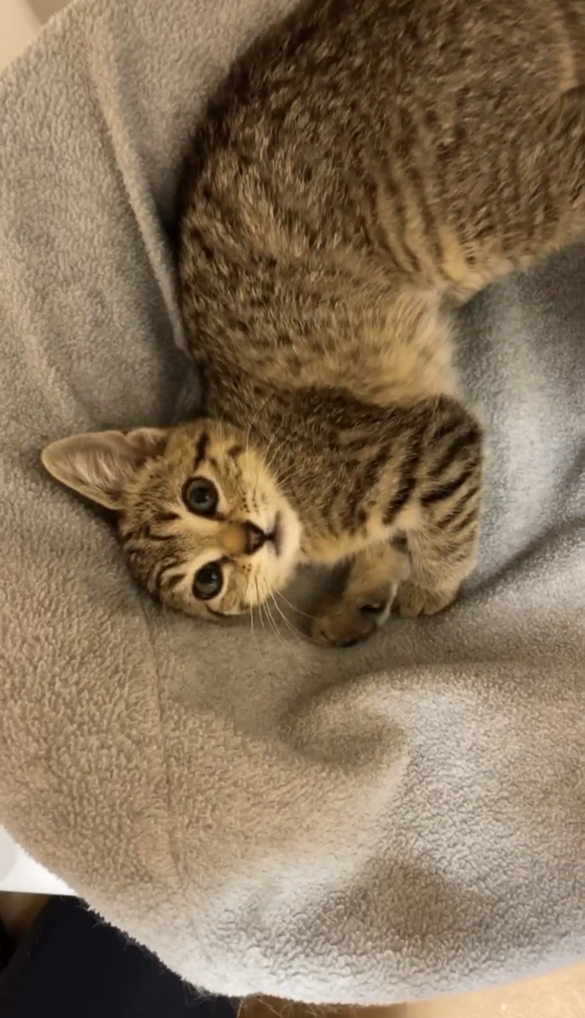 A young tabby cat lying on a soft, beige blanket, looking up at the camera with wide, green eyes.