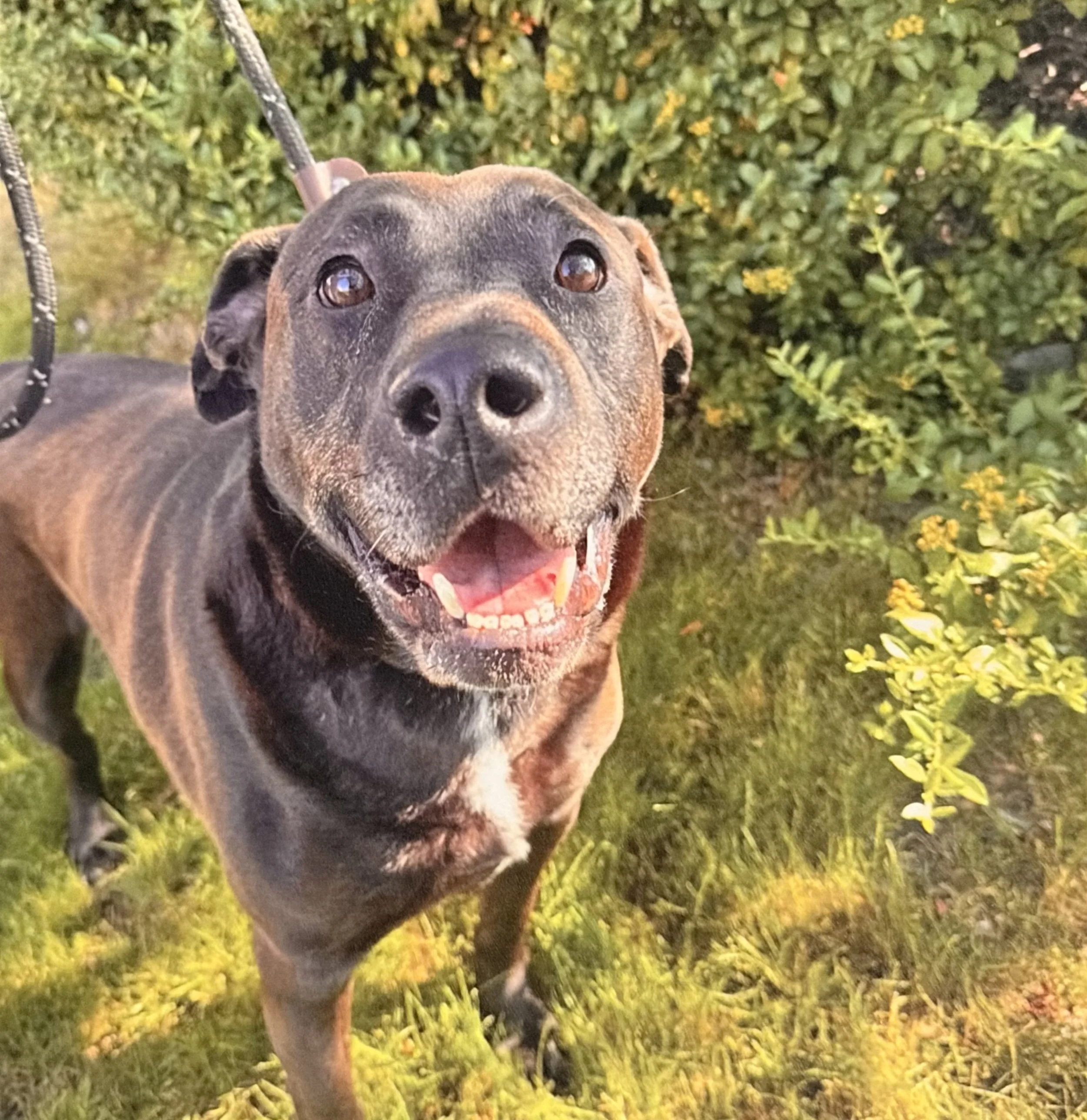 Close-up of a happy black and brown dog with a muscular build, pointing nose towards the camera, standing on grass with green foliage in the background.