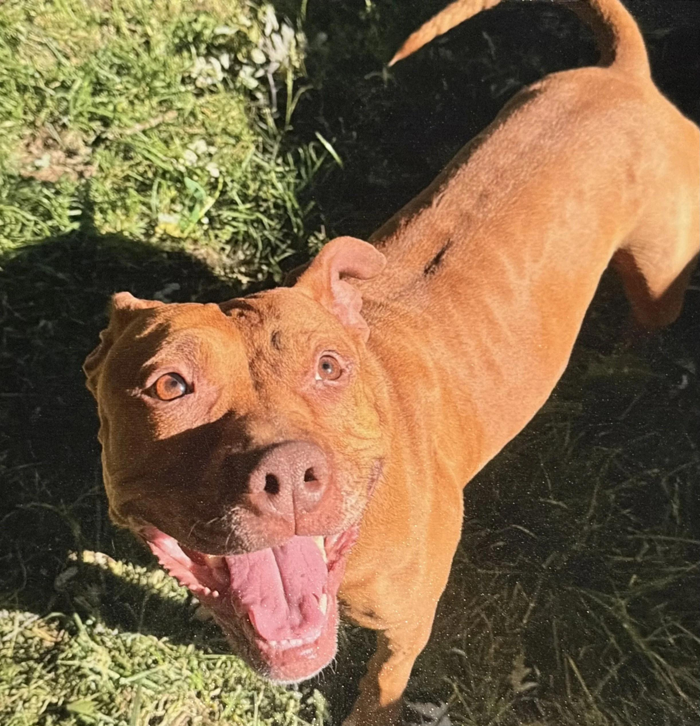 A close-up of a brown dog lying on a grassy surface, facing the camera with its head resting on the ground.