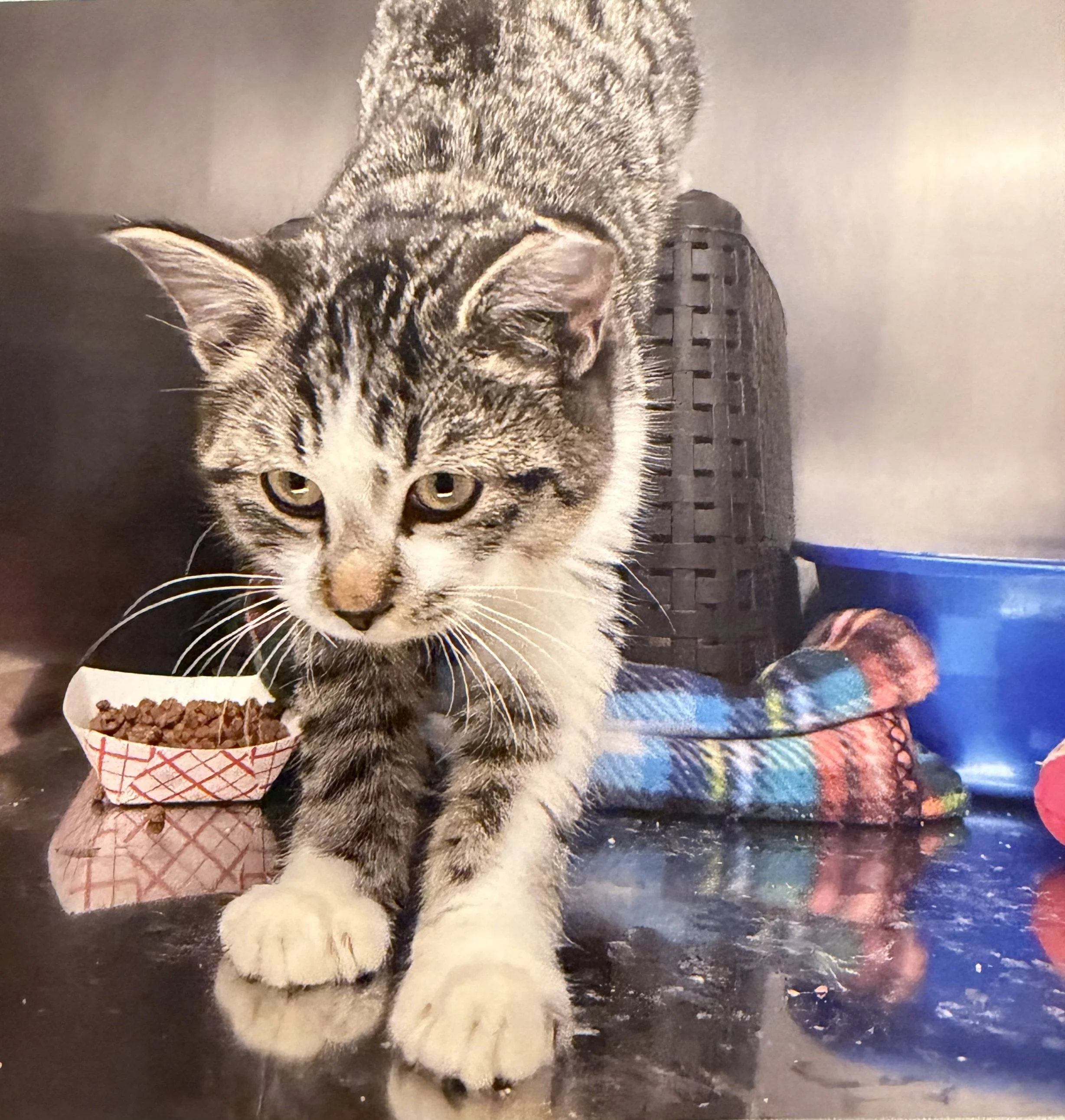 A tabby cat with black and gray stripes eating from a paper bowl filled with cat food, sitting on a dark surface. There is a woven basket and colorful blanket in the background.