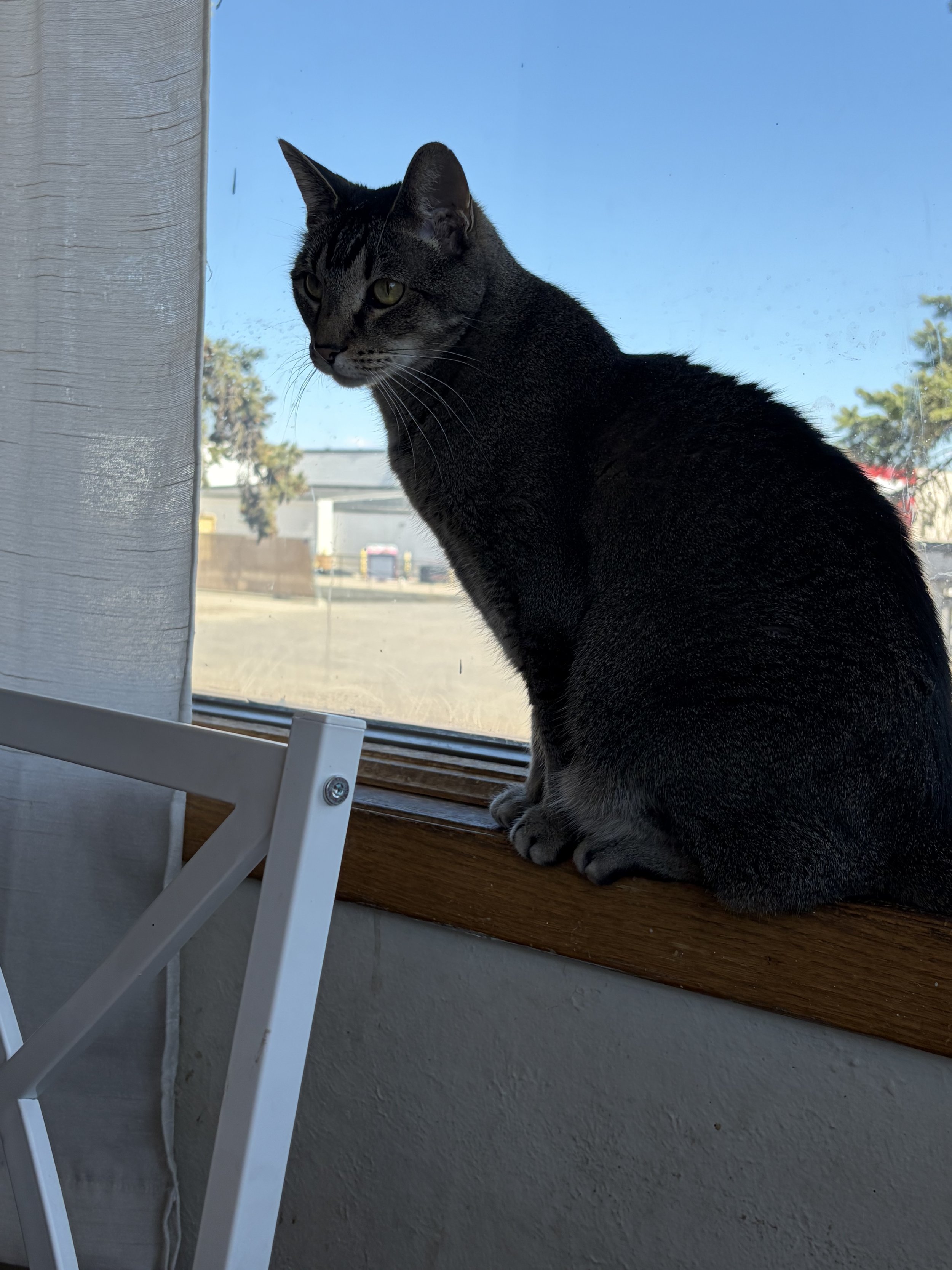 A gray tabby cat sitting on a wooden window sill, looking outside on a sunny day with palm trees and buildings in the background.