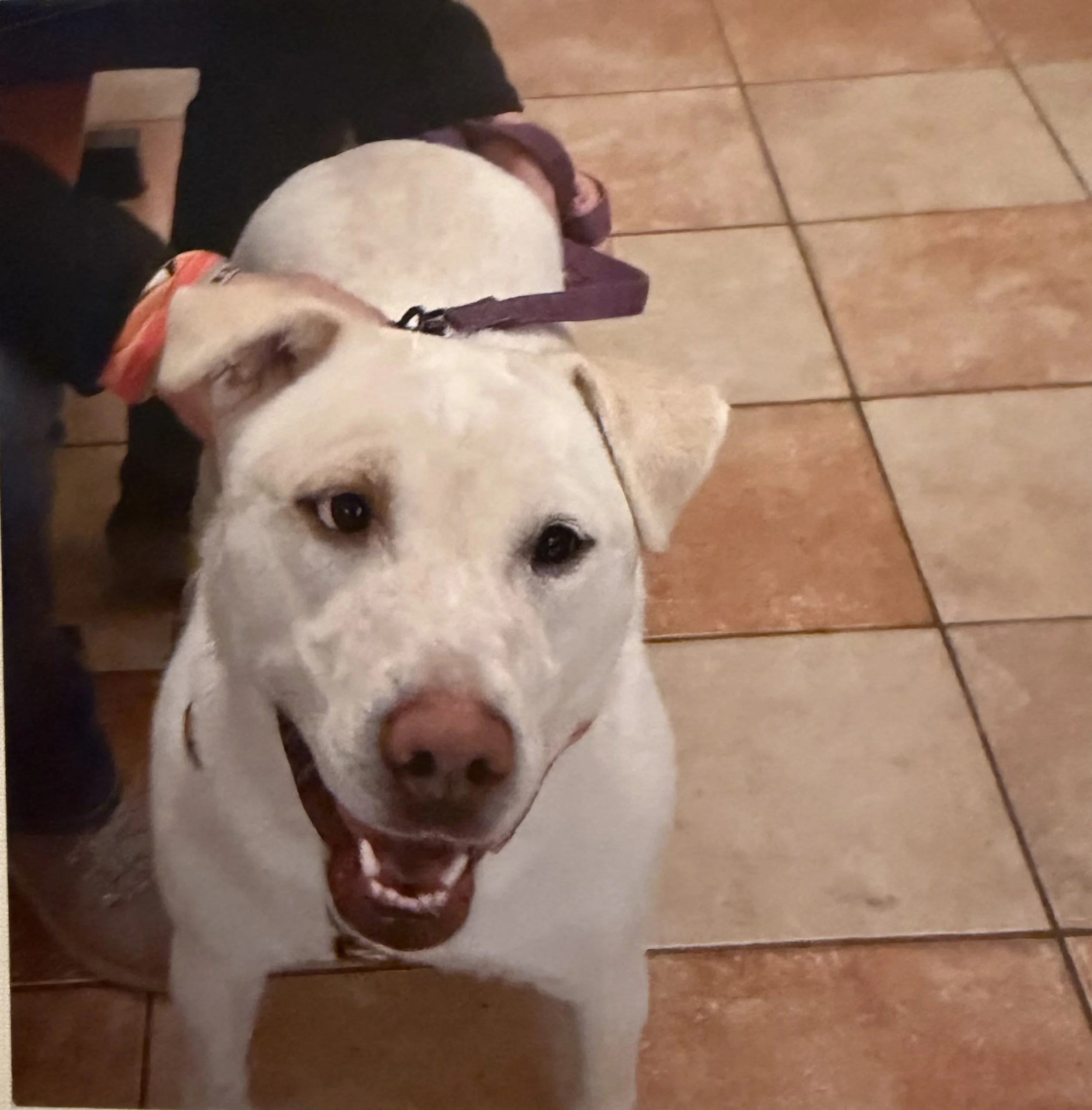 A dog lying on a tiled floor, with its head resting on the ground, wearing a pink harness, in a room with beige tiles.