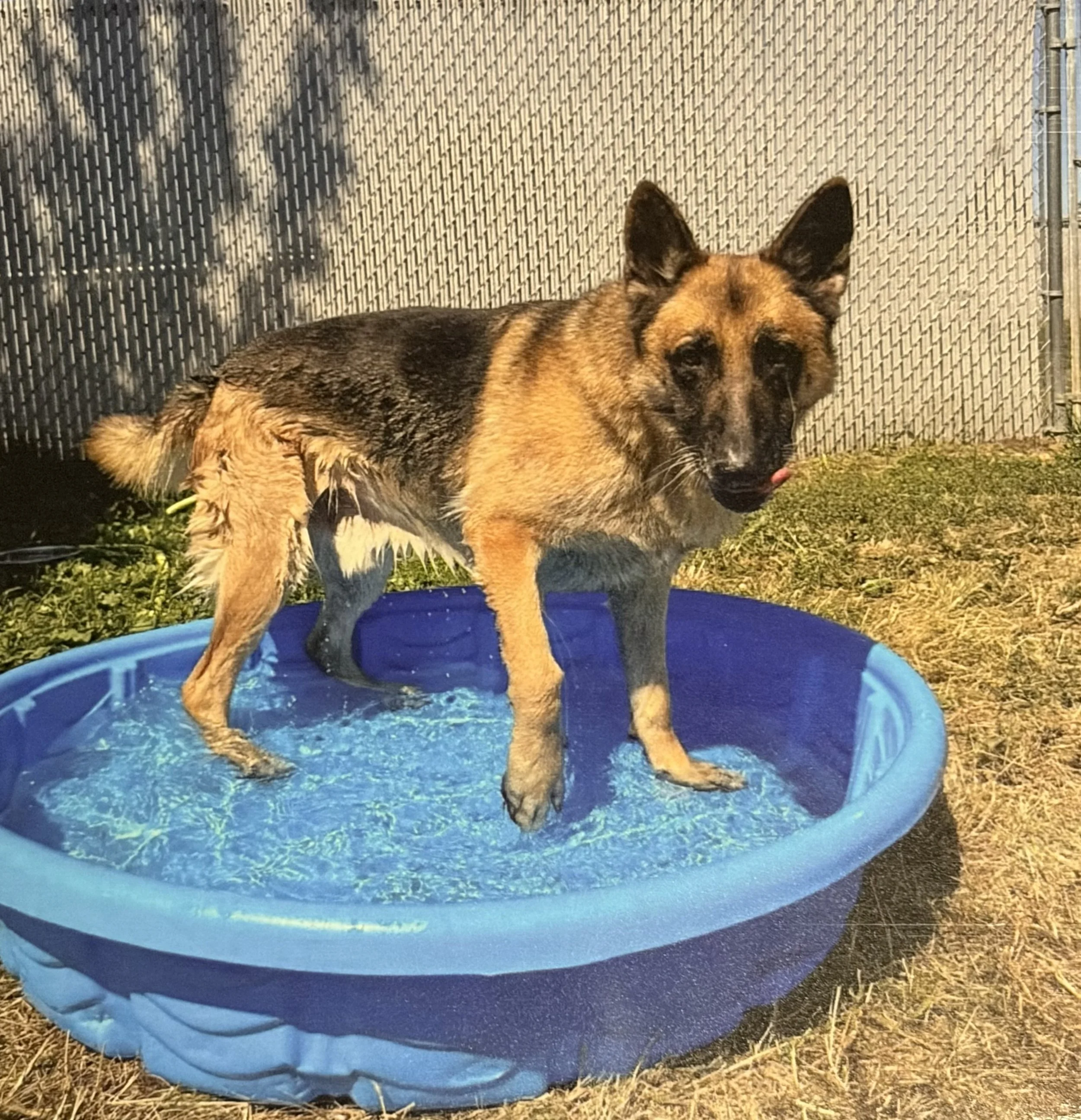 A German Shepherd dog with wet fur standing in a small blue plastic pool outdoors on grass, with a chain-link fence in the background.