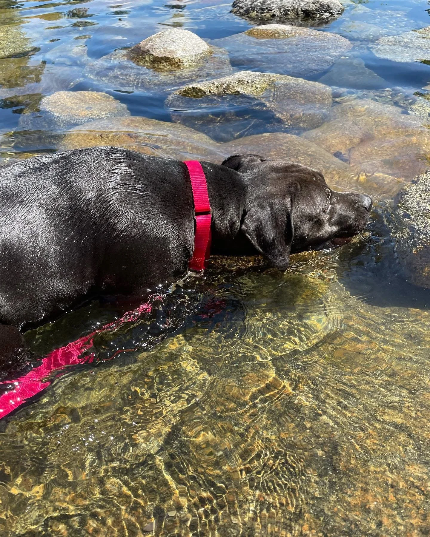A black dog with a red collar is swimming in clear water over rocks and pebbles.