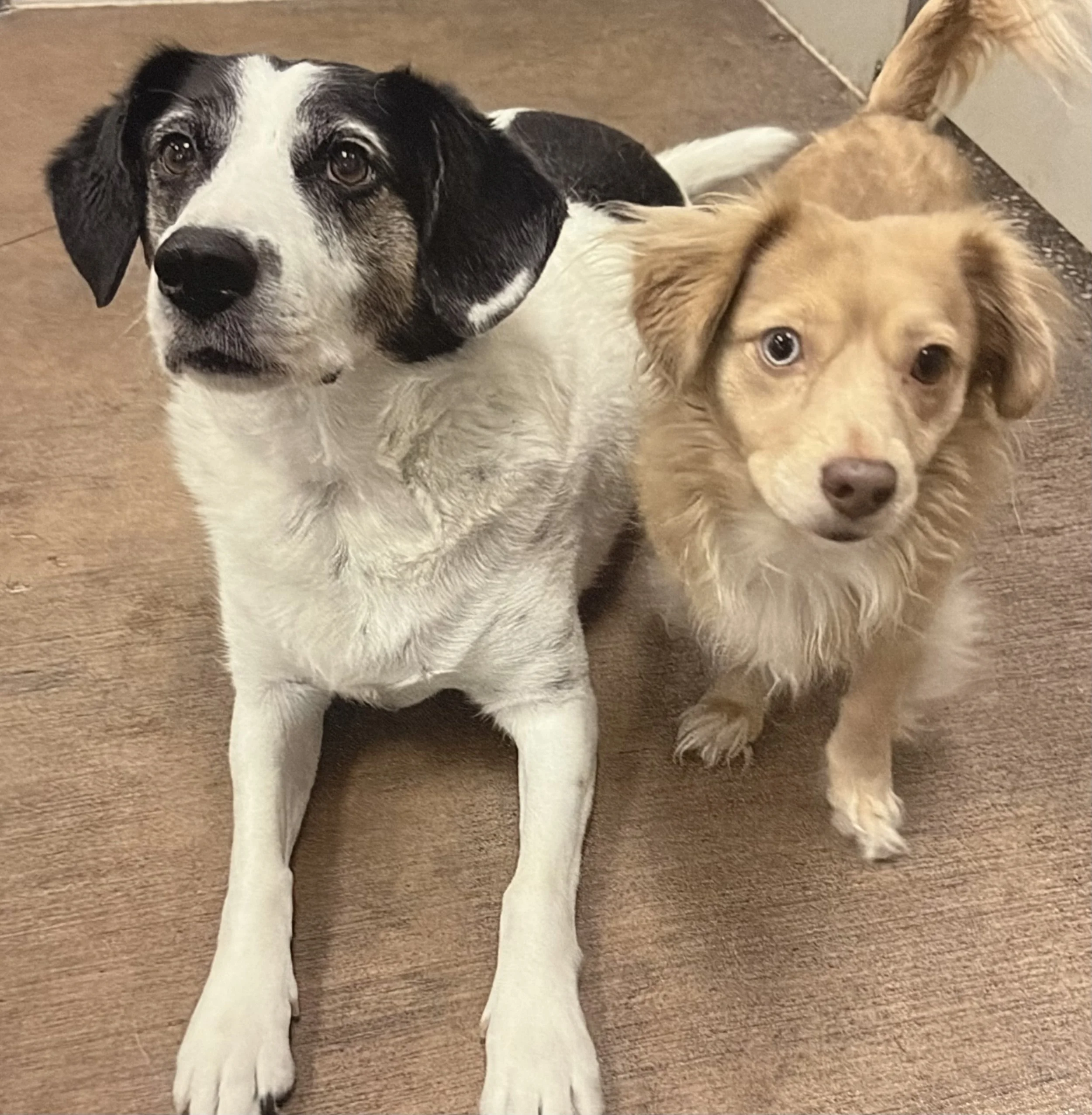 A black and white Border Collie mix and a golden retriever mix resting on a wooden floor.