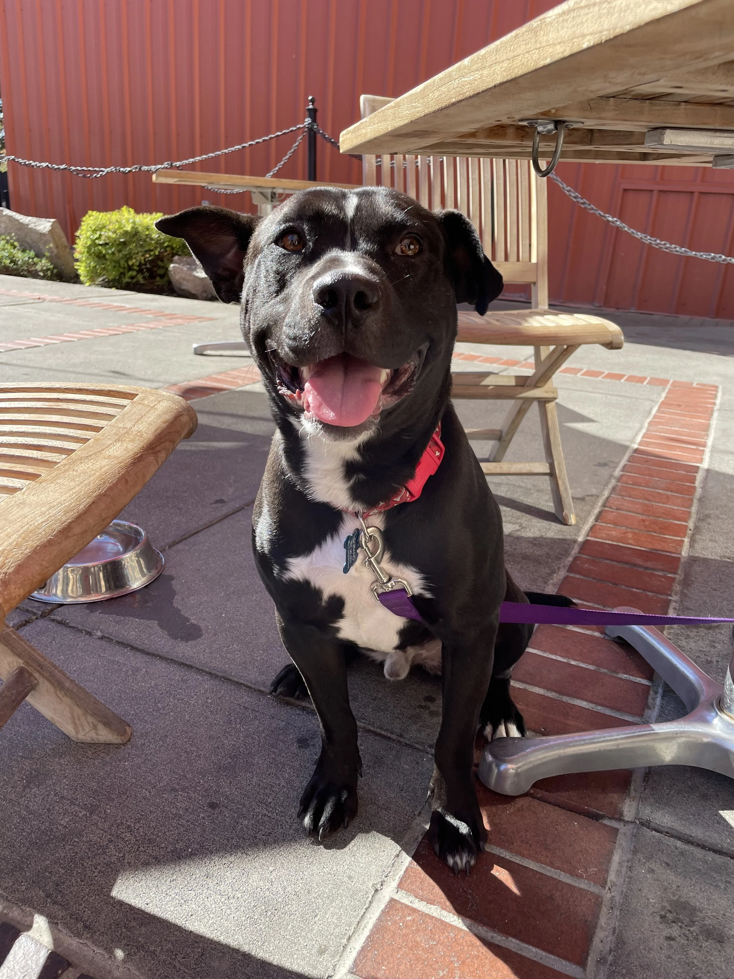 Happy black and white dog with pink tongue sitting outdoors near a wooden table and chairs, with a red fence and plants in the background.
