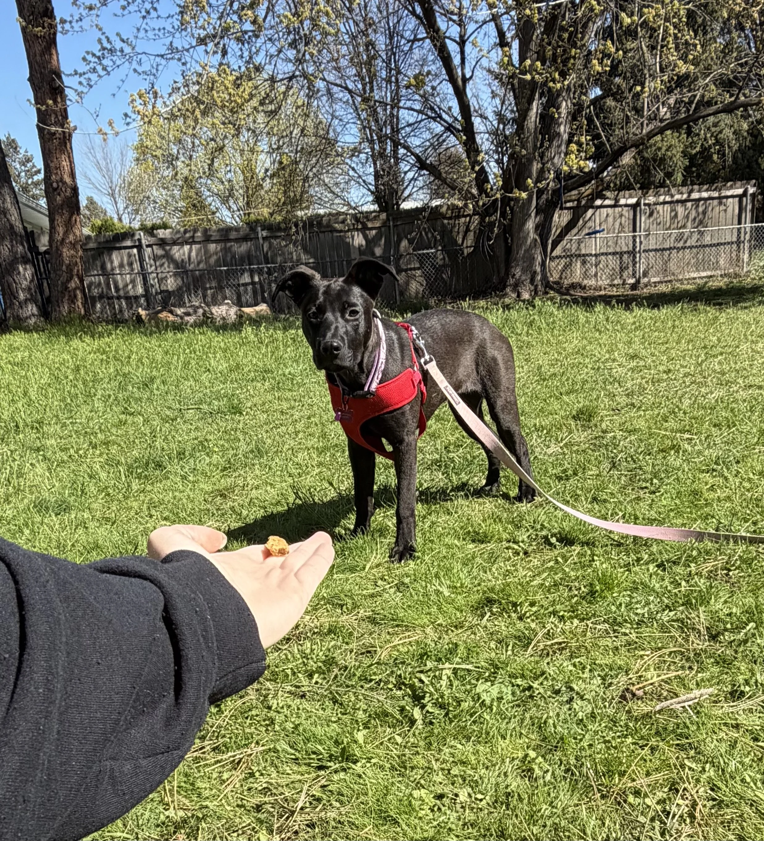 A black puppy wearing a red harness standing on green grass in a backyard with a wooden fence, trees with budding leaves, and a clear blue sky in the background.