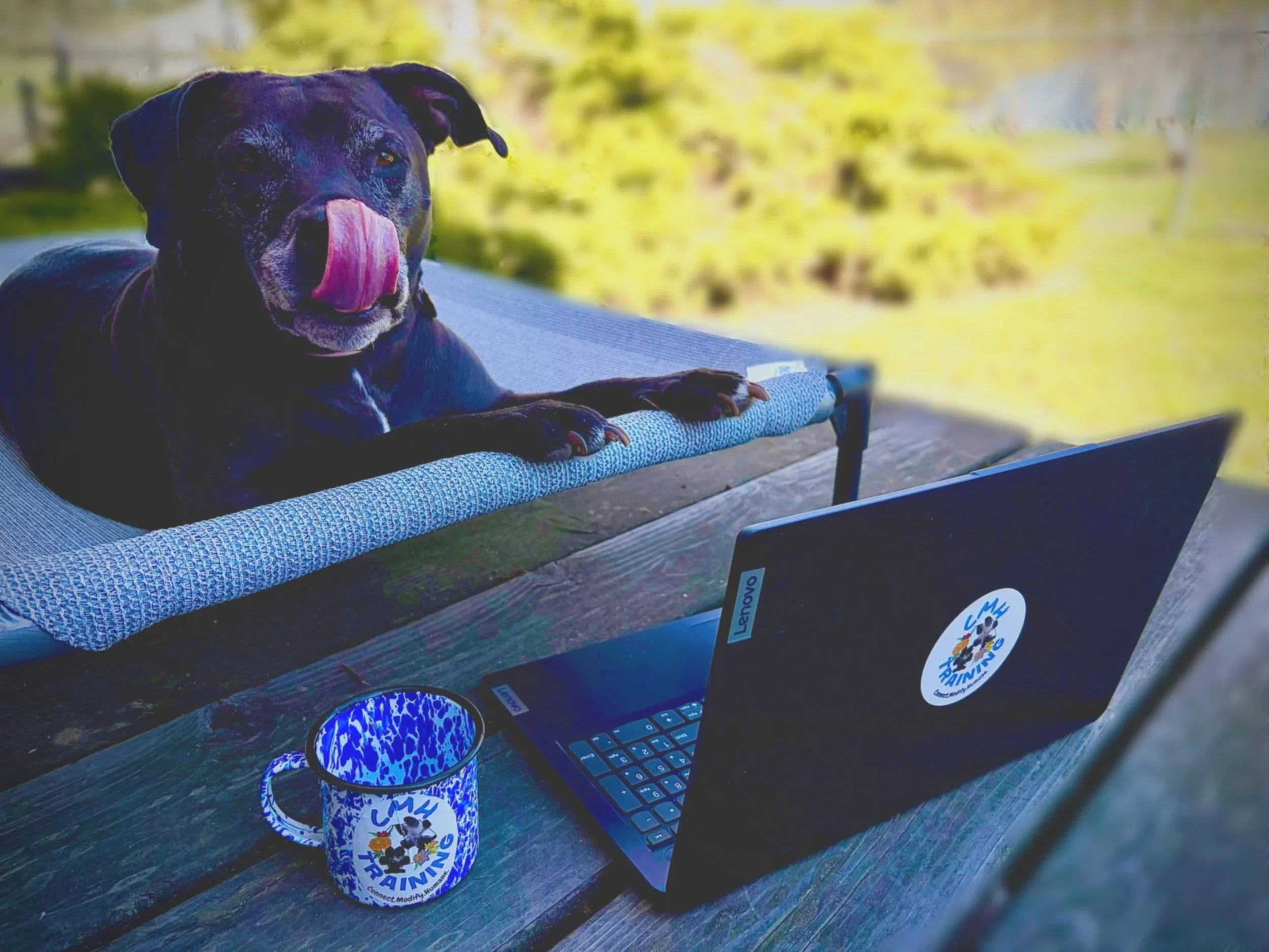 Black dog with pink tongue resting on a gray cushion, outdoors with bright green blurred background, laptop open on wooden table with stickers, striped mug, and headphones nearby.