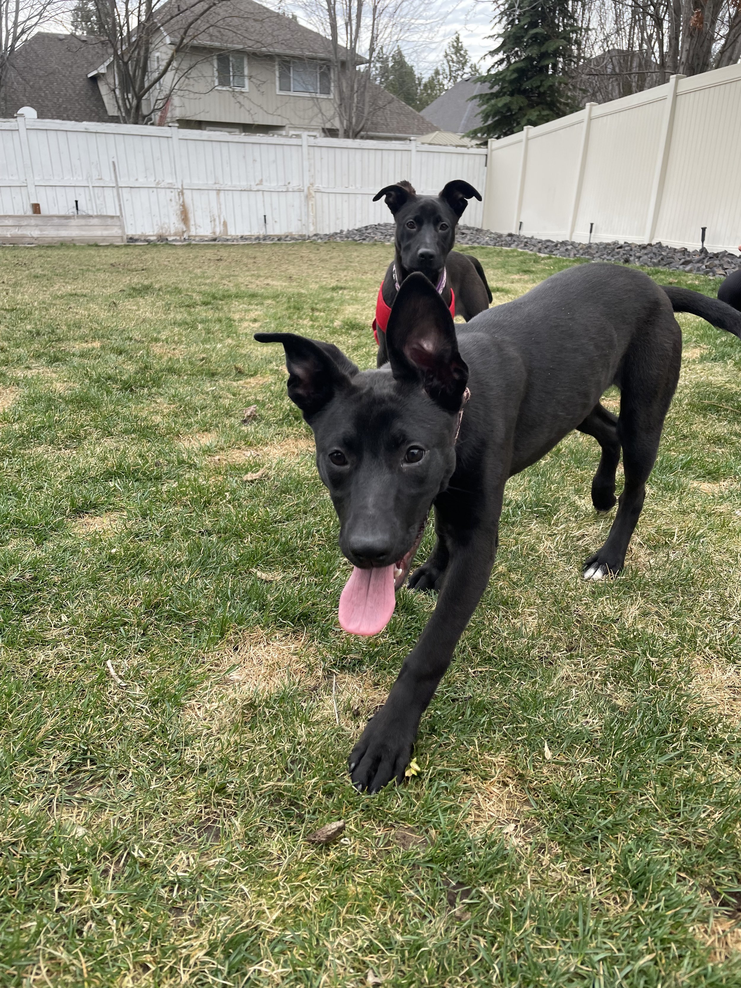 Two black puppies playing outside on a grassy yard with a white fence and trees in the background.