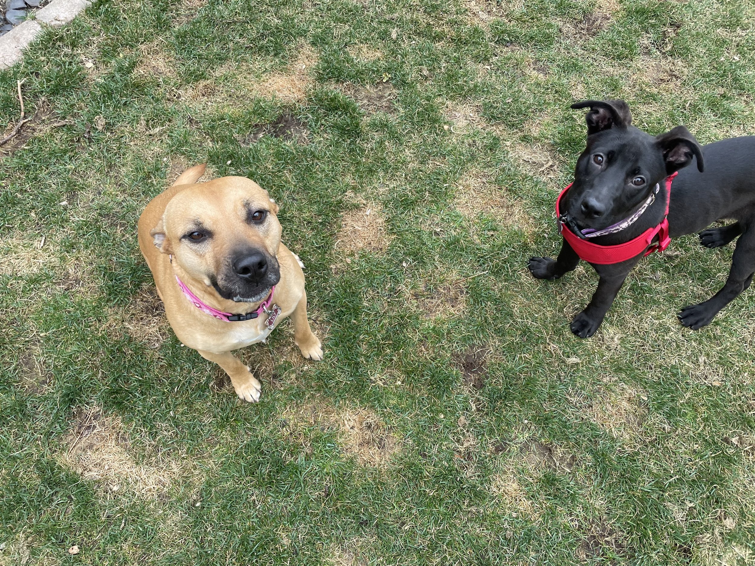Two dogs standing on grass looking up at the camera. The dog on the left is tan with a pink collar, and the dog on the right is black with a red harness and a plaid collar.