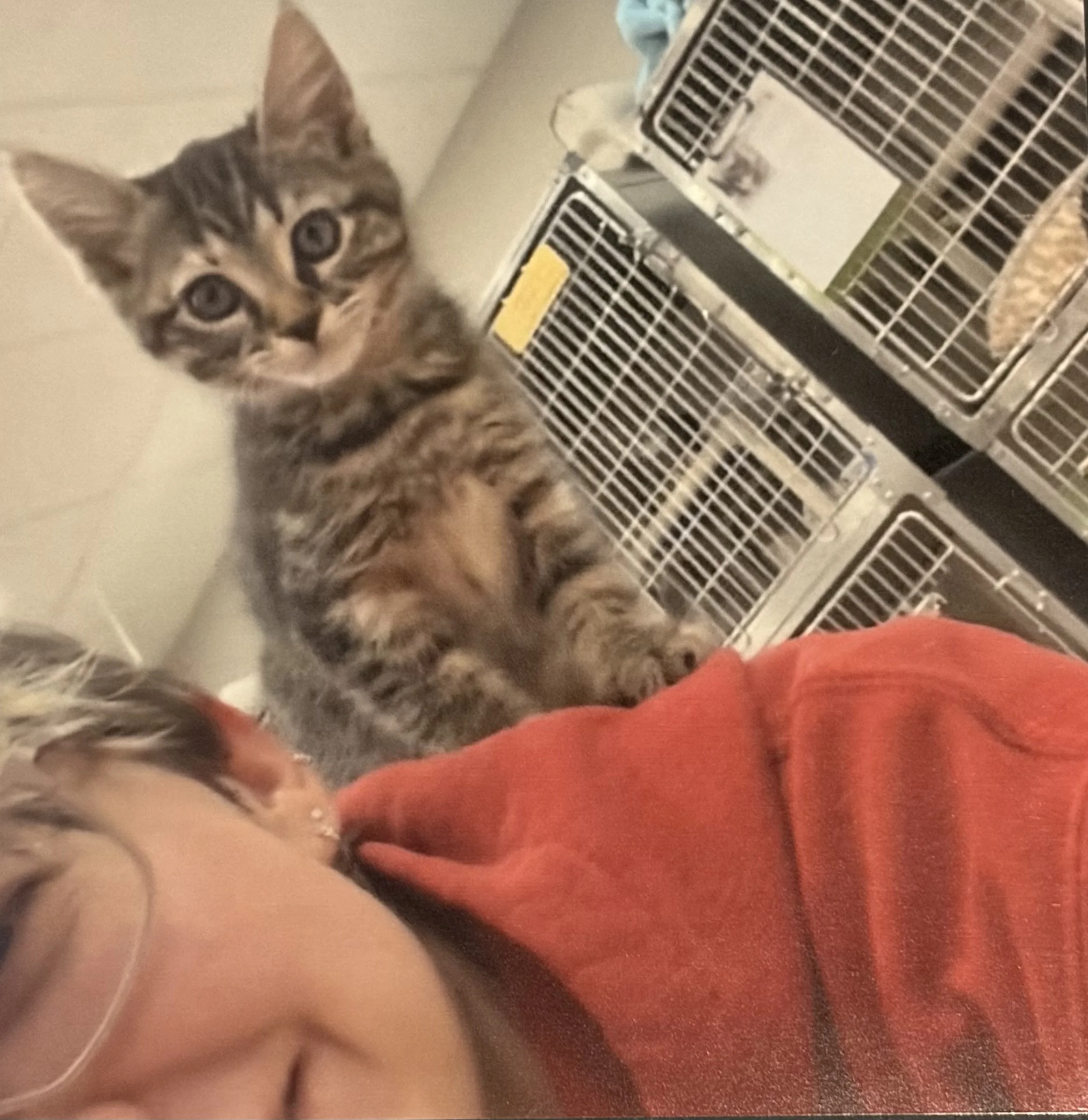 Close-up of a domestic short-haired tabby kitten with green eyes and distinctive striped markings, sitting in front of a metal cage with a food dish inside.
