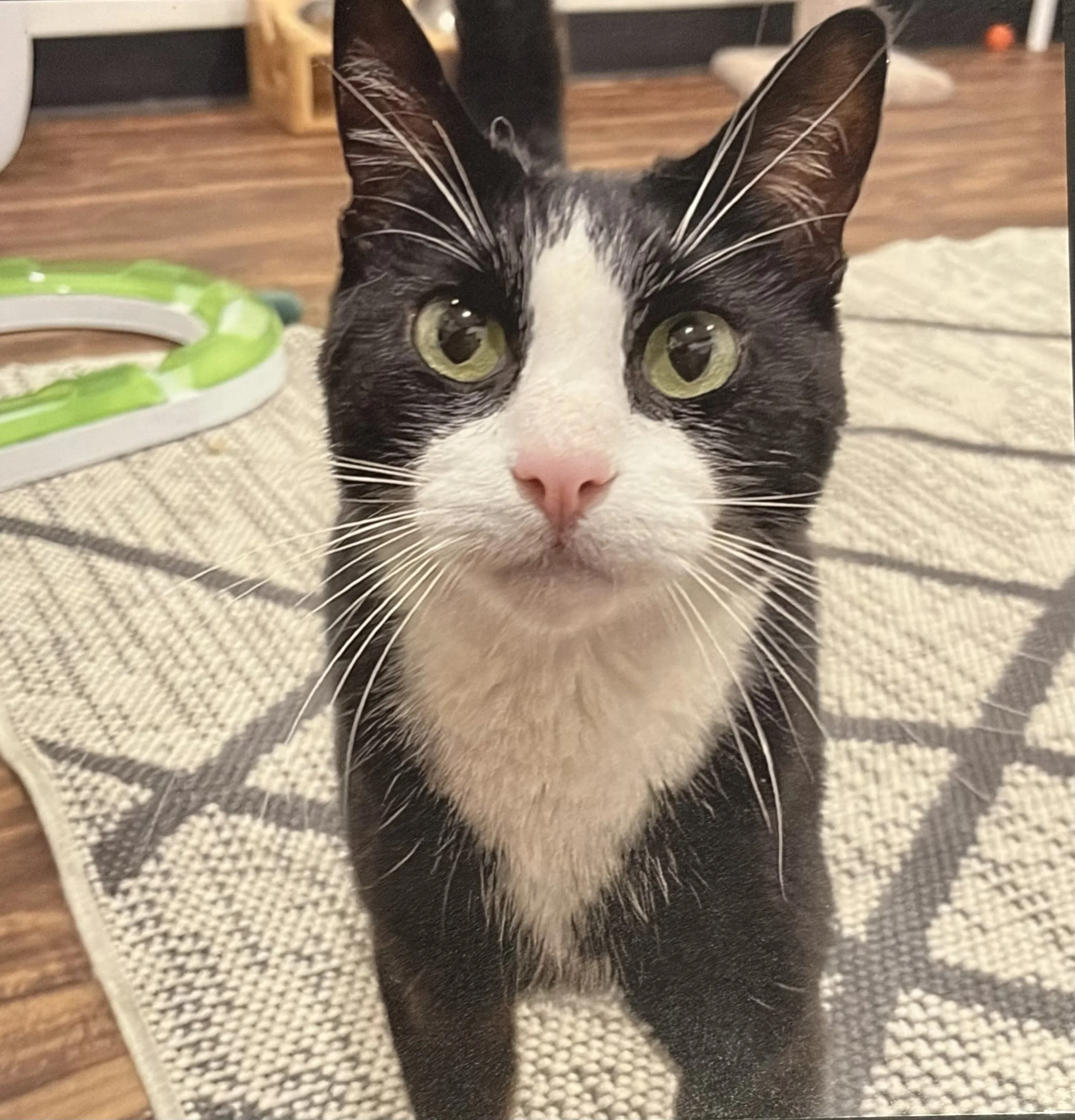 Close-up of a black and white cat with green eyes, lying on a beige and black patterned rug, with part of a green and white toy in the foreground and a hardwood floor in the background.
