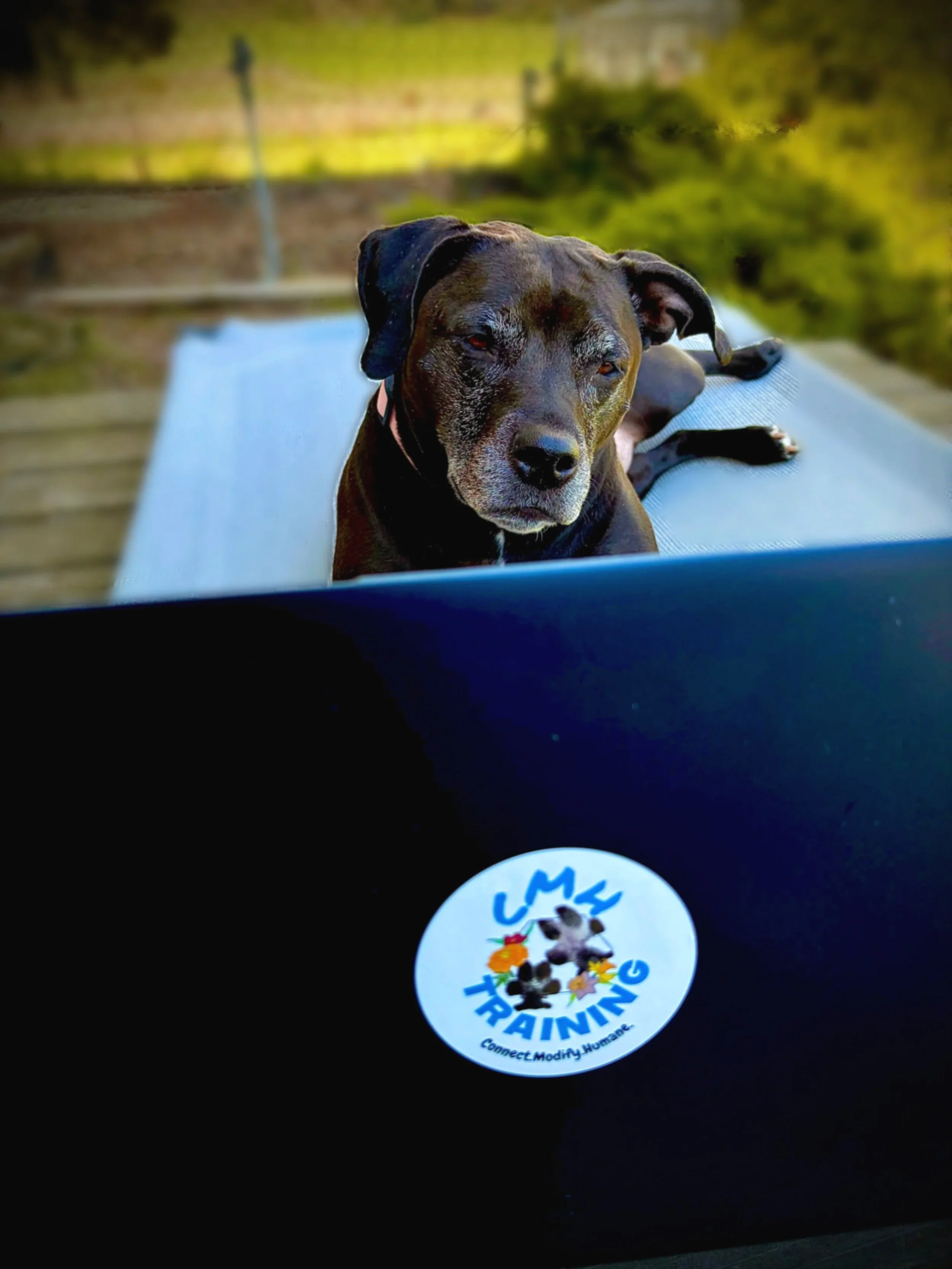 Close-up of a black dog laying on an outdoor surface, with trees and a fence in the background, and a circular sticker that reads 'CMH Training' and features a dog's paw print.