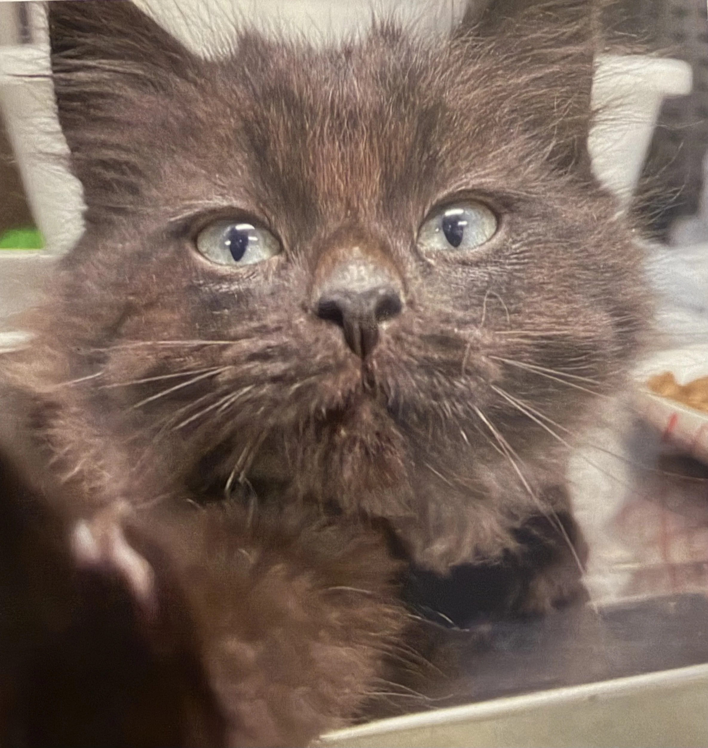 Close-up of a brown kitten's face showing green eyes surrounded by brown fur.