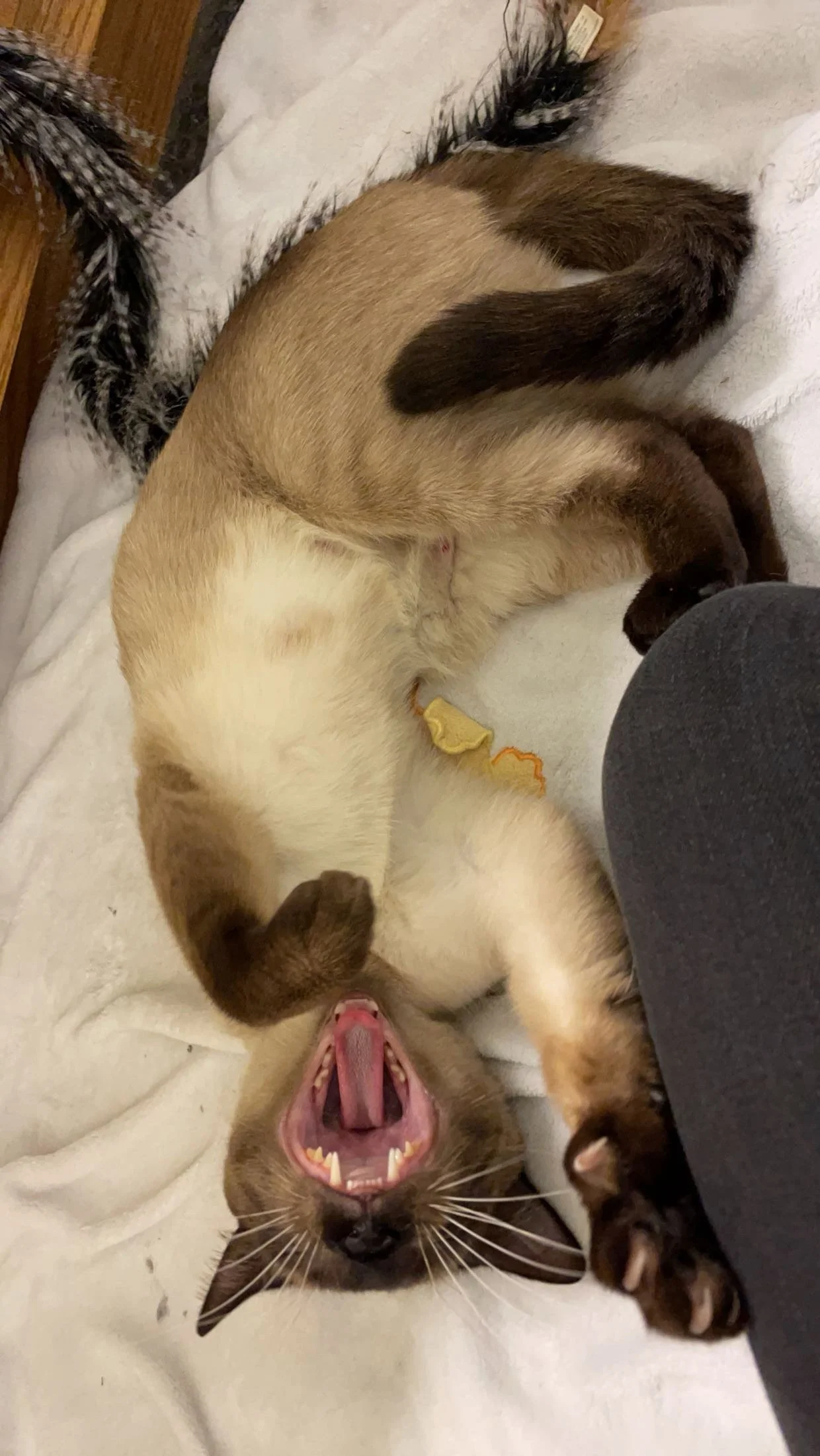 A Siamese mix cat lying on its back on a white blanket, yawning with eyes closed and mouth wide open, with two kittens around it, one near its head and the other near its back paw.