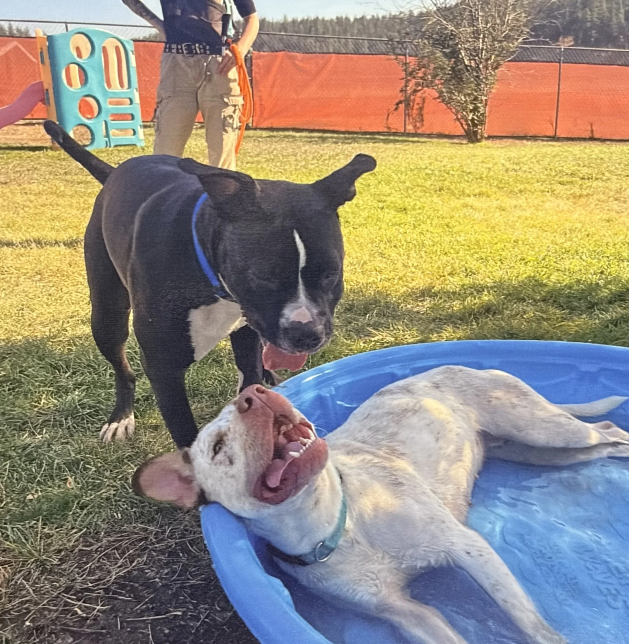 A black and white dog with a blue collar standing on grass next to a blue plastic slide, with a small puppy lying on its back on the ground in front of the dog and a person standing in the background near a chain-link fence and a red wind screen.