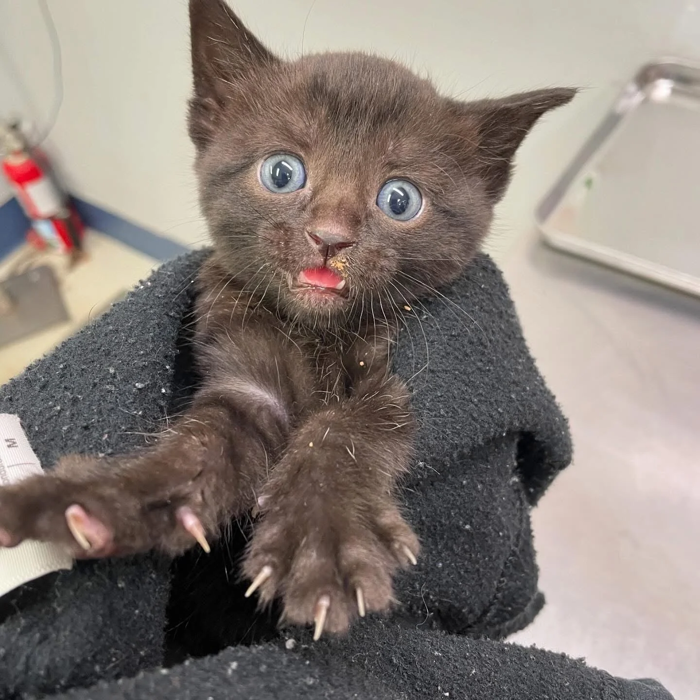 Close-up of a young black kitten with blue eyes being held, showing its small paws with claws and some food on its face.