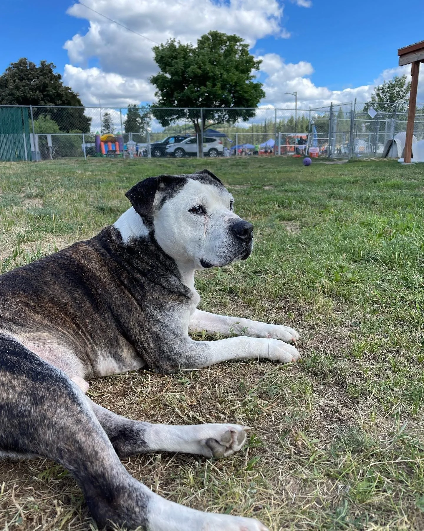 A large dog lying on grass in a fenced outdoor area with trees, cars, and a playground in the background under a partly cloudy sky.