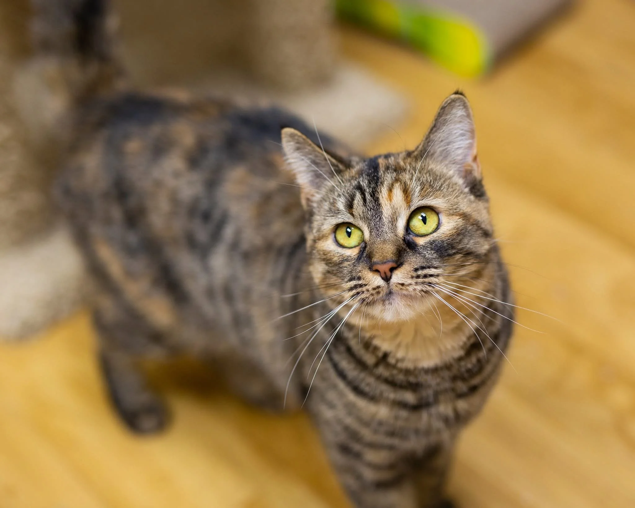 Close-up image of a tabby cat with green eyes lying on a yellow surface.