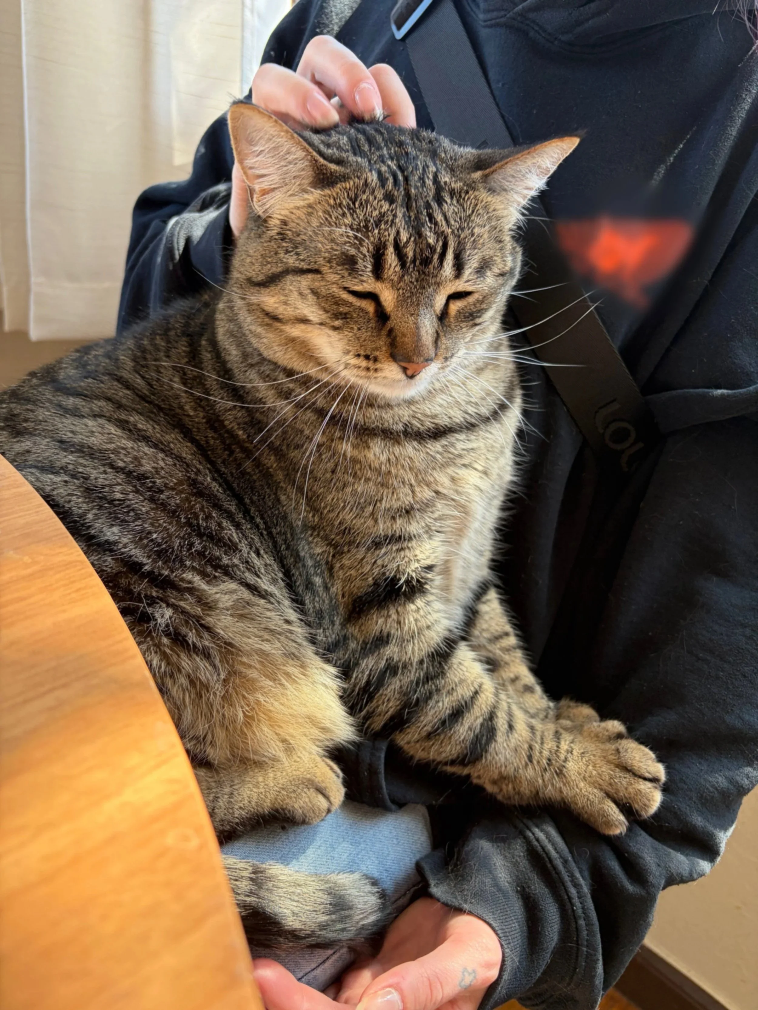 A person petting a tabby cat with closed eyes, sitting on their lap. The person is wearing a black jacket and has a small tattoo on their finger.