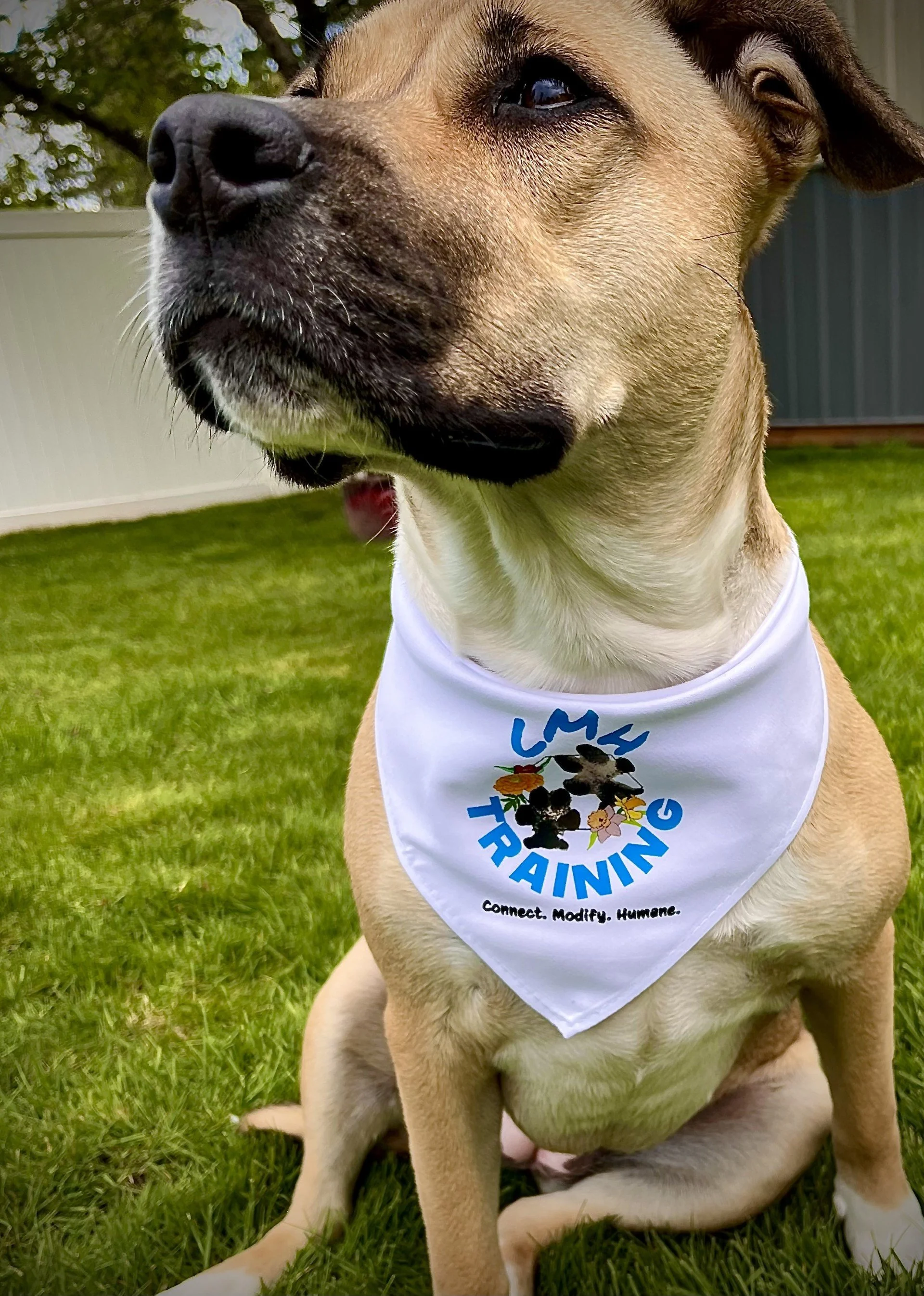 Close-up of a tan and black dog wearing a white bandana with a logo and text, sitting on green grass outdoors.