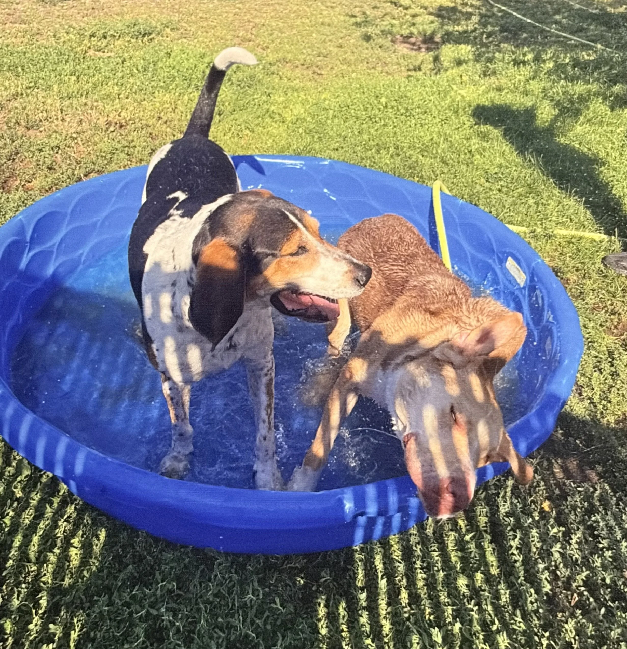 Three dogs resting in a blue kiddie pool on grass in a backyard.