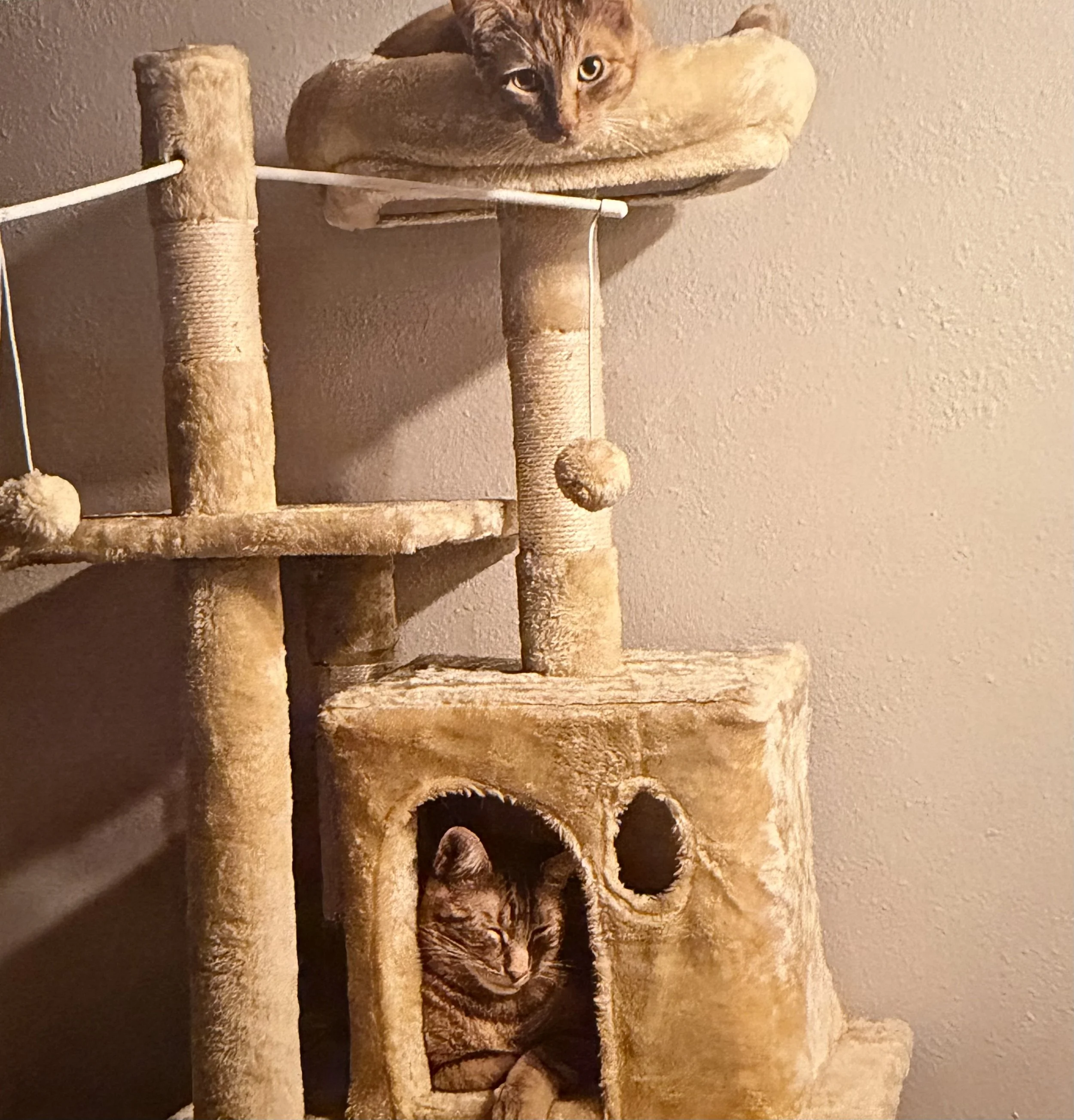 A tabby cat lying on a round carpeted platform on a tall cat tree, with a textured beige wall in the background.
