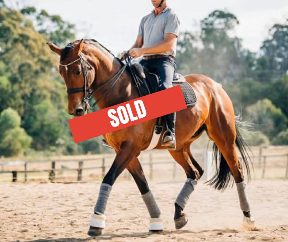 Hampton Park Equestrian: Horse Sales Qld