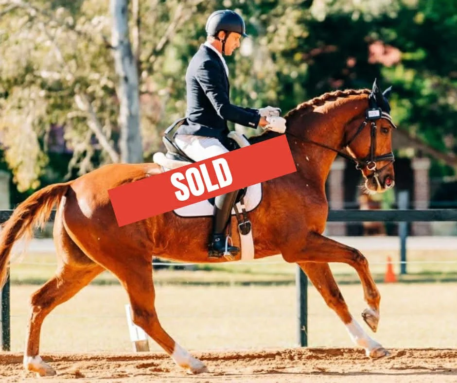 Hampton Park Equestrian: Horse Sales Qld