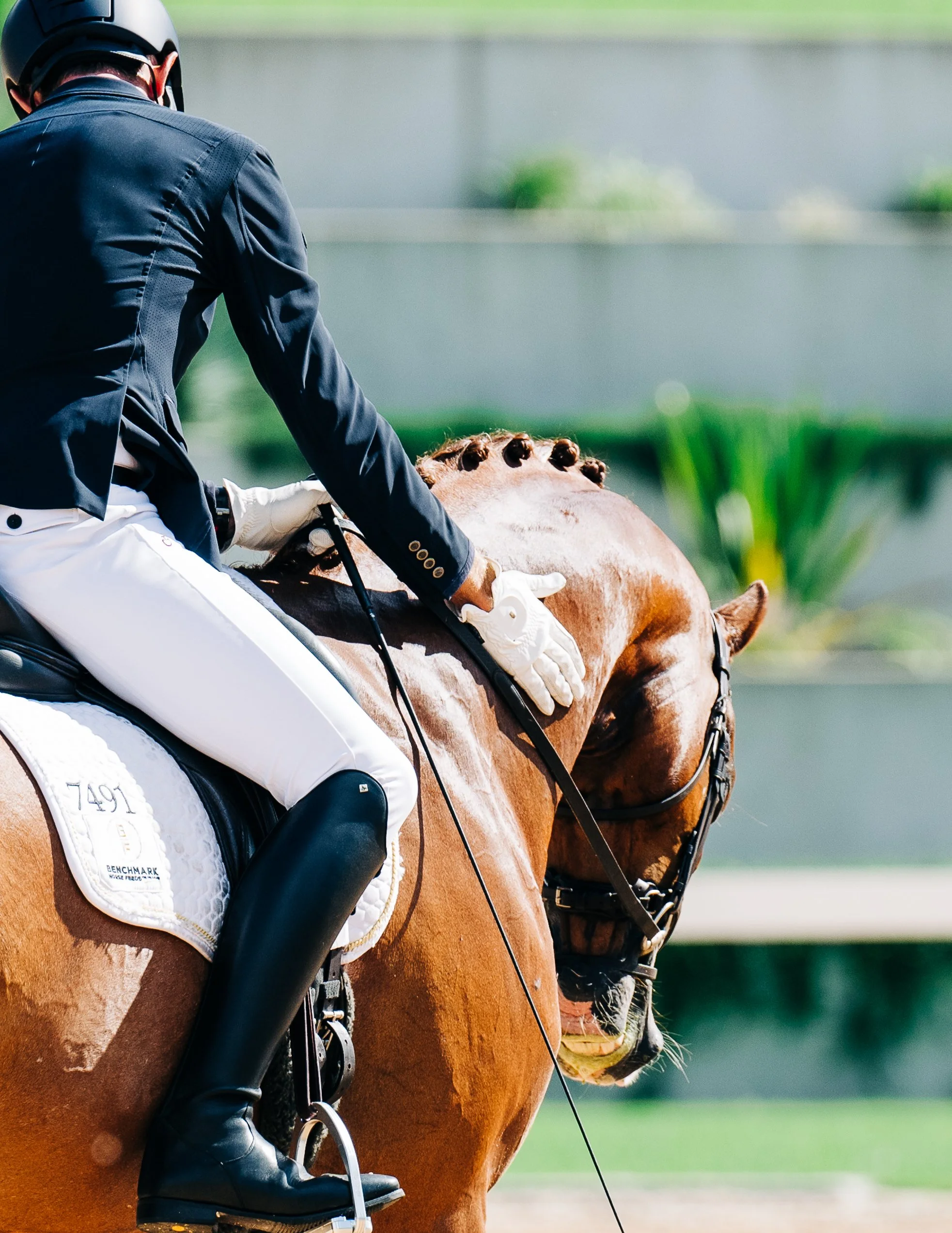 Hampton Park Equestrian: Campaigning