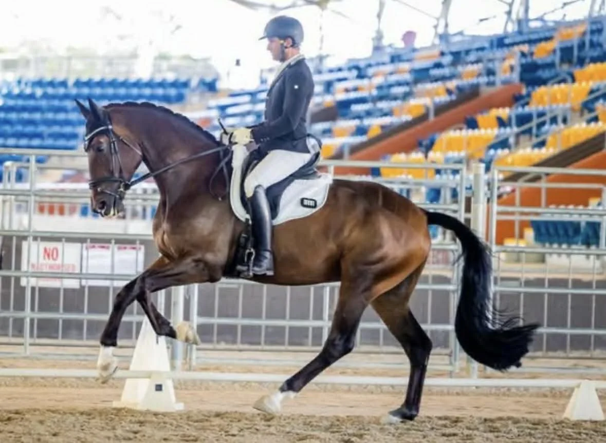 Hampton Park Equestrian: Campaigning