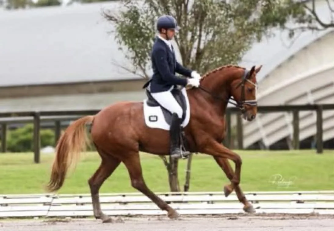 Hampton Park Equestrian: Campaigning