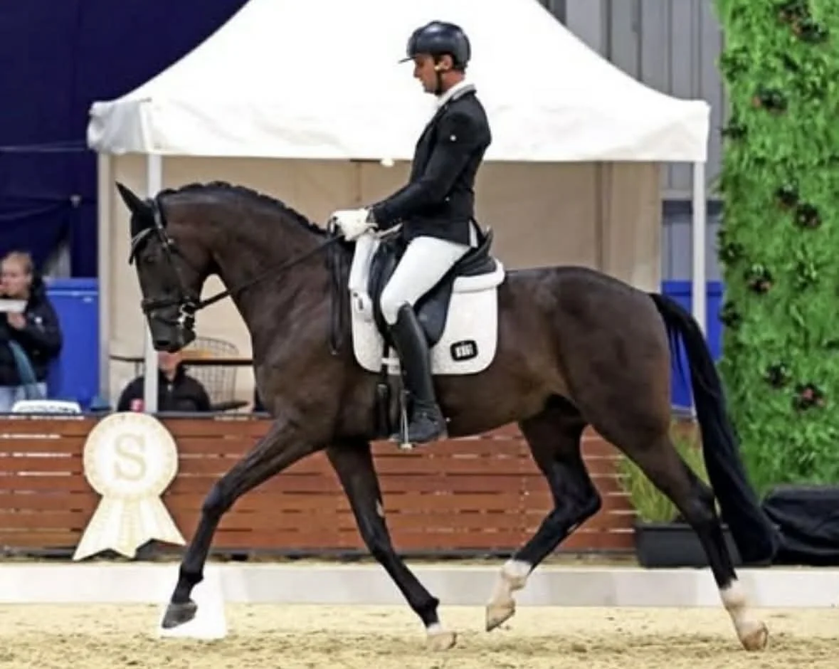 Hampton Park Equestrian: Campaigning