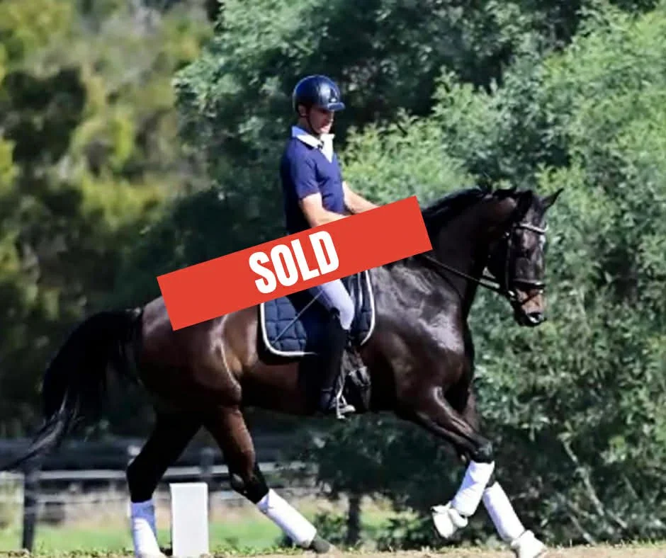 Hampton Park Equestrian: Horse Sales Qld