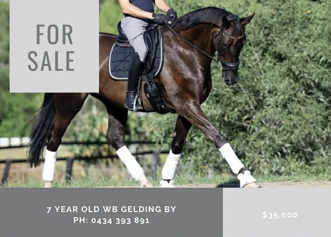 Hampton Park Equestrian: Horse Sales Qld