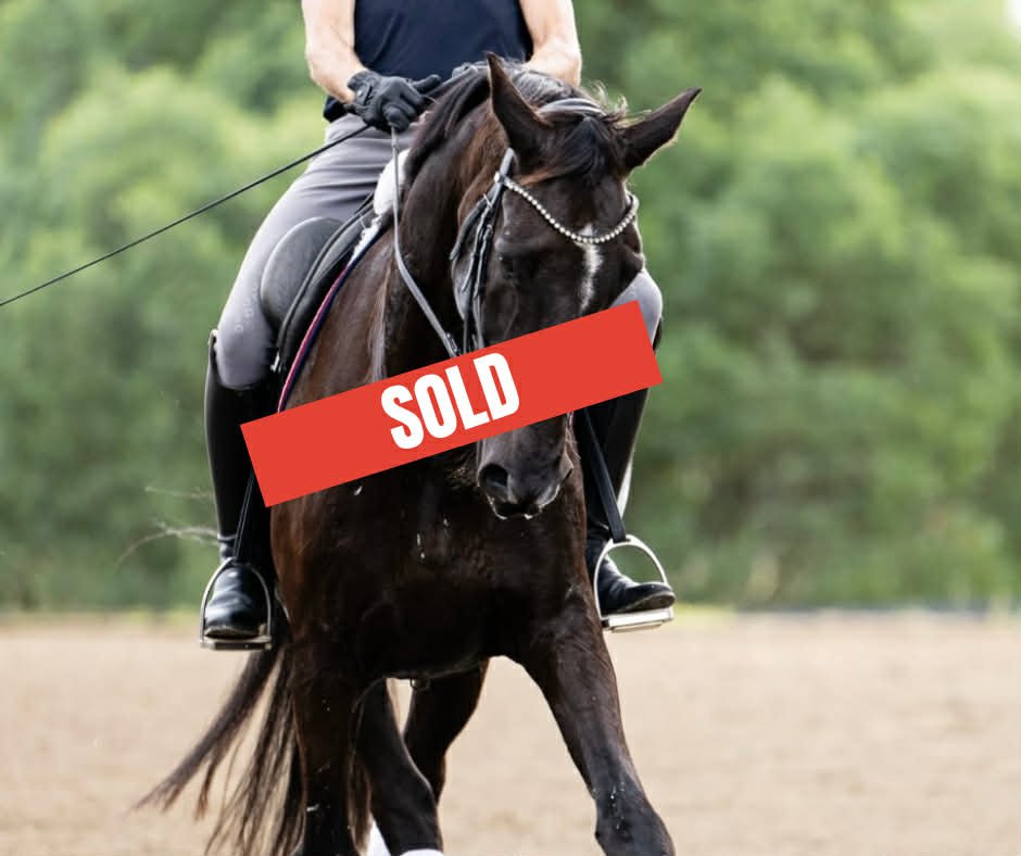 Hampton Park Equestrian: Horse Sales Qld