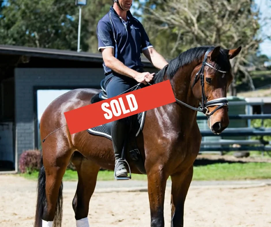 Hampton Park Equestrian: Horse Sales Qld