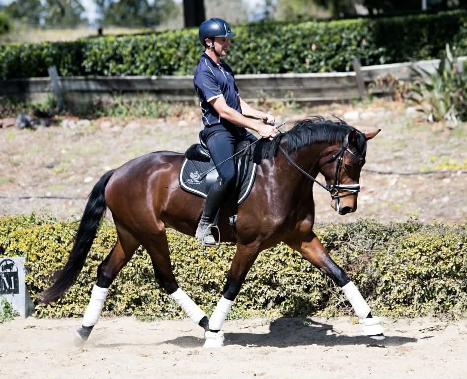 Hampton Park Equestrian, Qld: Training