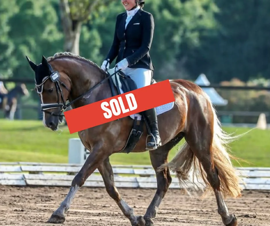 Hampton Park Equestrian: Horse Sales Qld